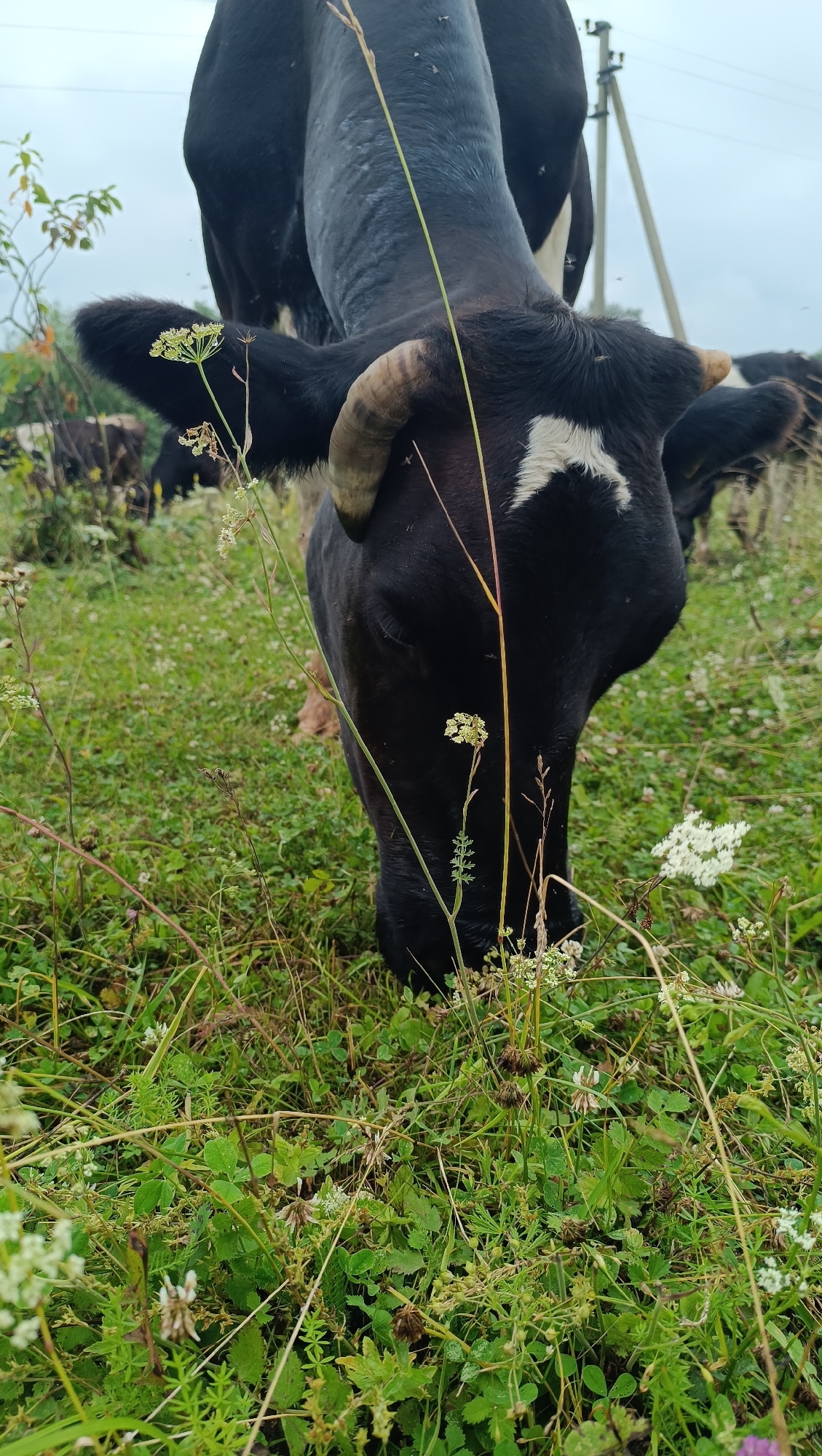 A black and white cow is grazing in a grassy field in Karsha, Russia. The cow's head is lowered as it eats, and its horns are visible. The field is covered in green grass and wildflowers. In the background, there are other cows and a utility pole. The sky is overcast.