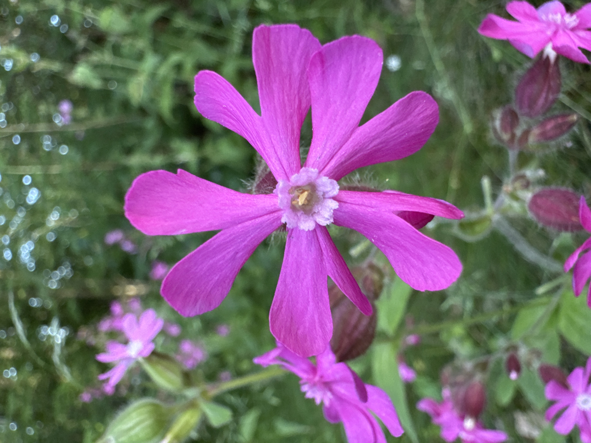 The image shows a close-up, shallow depth of field photograph of several pink flowers, likely Red Campion (Silene dioica), in a natural setting. The main flower in the foreground is large and vibrant pink with five deeply notched petals and a lighter, ruffled center. Its stamens are visible as small yellow and white filaments. The petals are delicate and appear slightly translucent.
Behind the prominent flower, several other pink flowers of varying sizes and focus are visible, some in full bloom and others as buds. The background consists of green foliage, appearing somewhat blurred due to the shallow depth of field, creating a bokeh effect with circular highlights that suggest sunlight filtering through leaves or water droplets. The overall impression is of a wild, possibly overgrown area, common in natural parks or rural outskirts. The lighting is soft, suggesting it was taken during daylight, perhaps in the morning or late afternoon. No people or man-made structures are discernible in the image. The image quality is good, with sharp focus on the main subject and a pleasing aesthetic.