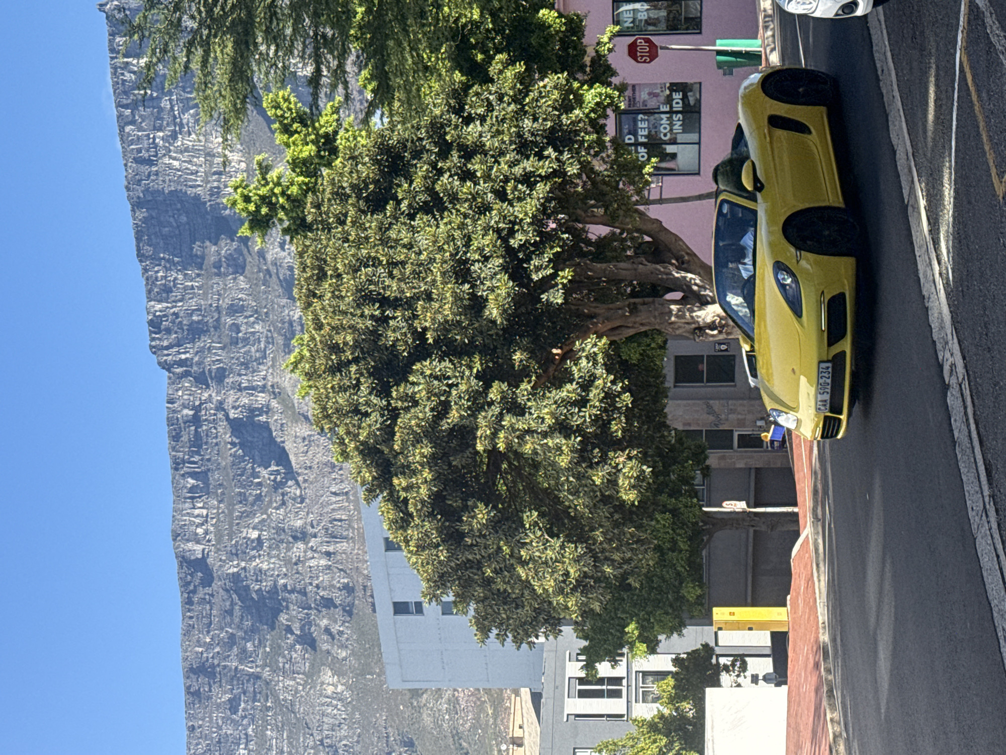 The image captures an urban street scene in Cape Town, South Africa, on a clear, sunny day. A bright yellow Porsche 718 Boxster convertible, with its soft top down, is the primary subject, moving from left to right across the foreground on an asphalt road. A driver, wearing a white shirt, is visible behind the steering wheel. The vehicle's license plate displays "CAA 590-234". A portion of a white vehicle is visible on the far right.
The street features a reddish-brown paved sidewalk on the left with a yellow utility box. On the right, a sidewalk borders a pink-colored building with storefront windows displaying text like "D OF FEE? COME INSIDE," and a red circular "STOP" sign. Large, dense-foliaged green trees are prominent in the midground, partially obscuring buildings. Behind these, a light grey multi-story building is visible on the left. In the background, under a clear blue sky, the massive, flat-topped, and rocky structure of Table Mountain dominates the skyline.