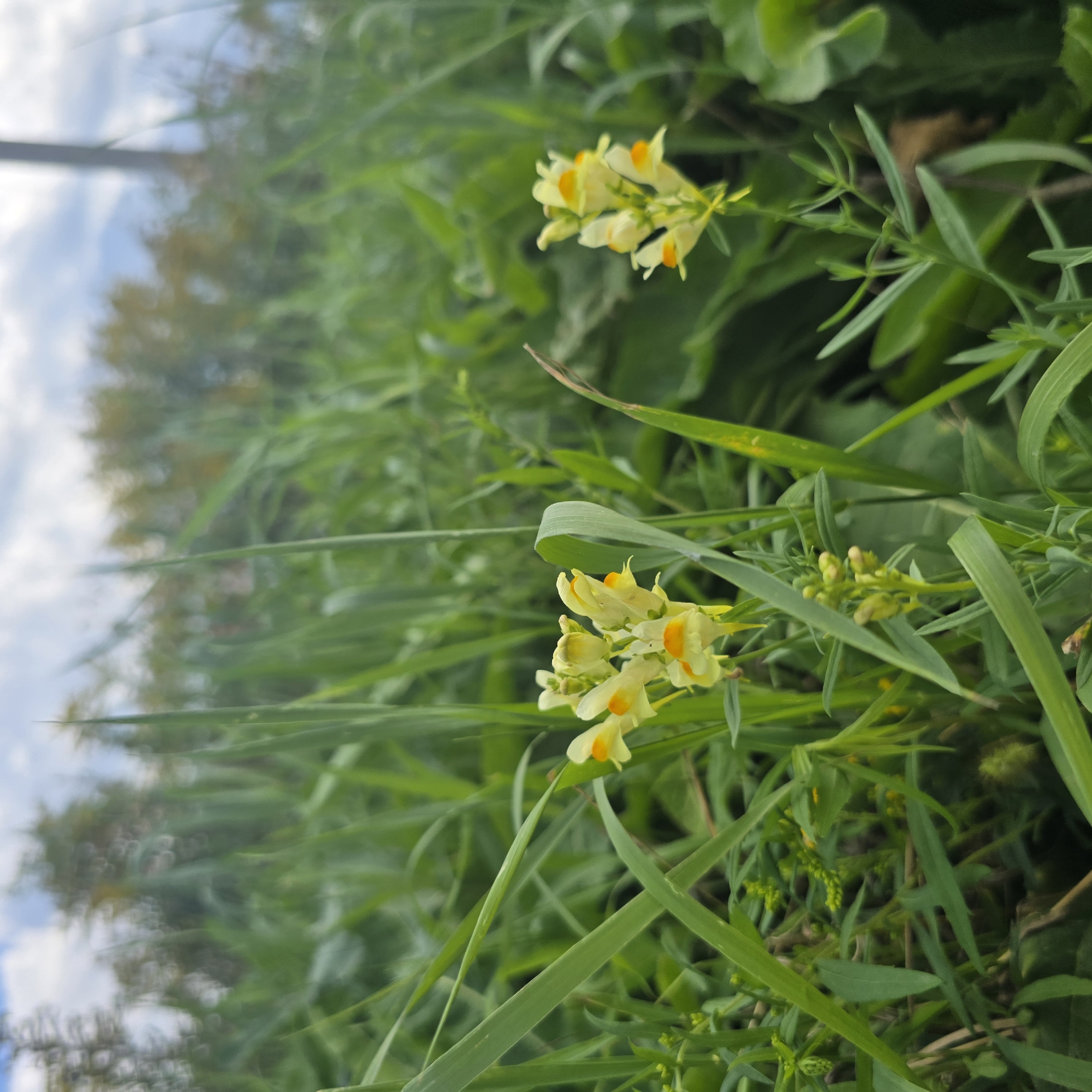This image is a close-up shot of yellow snapdragon flowers in a field of green grass. The flowers are clustered on thin stems, with some buds visible. In the background, trees and a cloudy sky can be seen. The scene appears to be a natural outdoor environment. There are no people or man-made structures prominently featured in the image, although a blurred pole is visible in the far right background. The setting is likely a rural or semi-rural area.