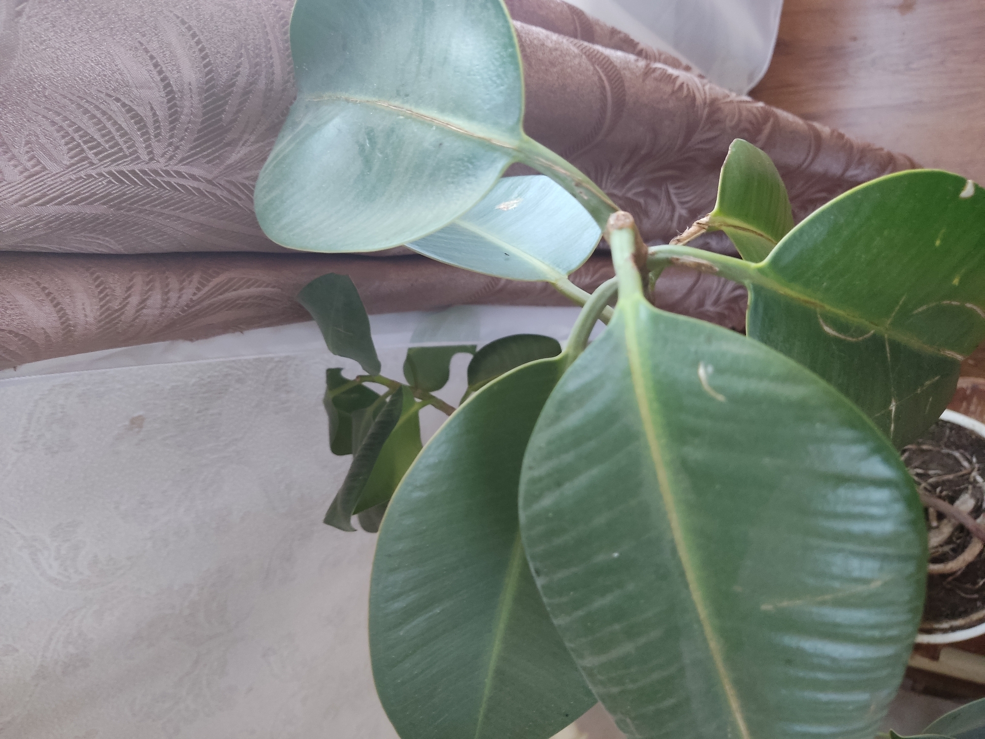 The image shows a close-up of a large, leafy houseplant, likely a rubber plant (Ficus elastica), indoors. The plant has thick, dark green, glossy leaves with prominent veins. Several large leaves dominate the foreground, obscuring the view of the rest of the plant. The plant is in a white pot, with visible roots and soil at the base. In the background, there are draped curtains with a subtle pattern and a textured wallpaper. The lighting suggests an indoor environment, possibly near a window. There are no people or animals present in the image, and no visible signs of damage or distress to the plant. The image does not contain any information that would allow for its location to be identified within the city of Klintsy, Russia, or any other specific geographic location.