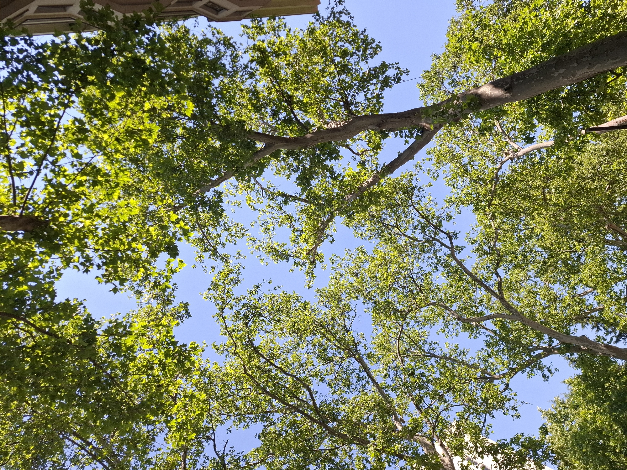 This is a low-angle, full shot image of tall trees with lush green foliage against a clear blue sky. The branches of the trees are spread wide, creating a canopy overhead. Sunlight filters through the leaves, casting dappled shadows. In the upper right corner of the image, a portion of a building with a textured facade is visible. The scene is devoid of people or any discernible activity. The environment suggests an outdoor setting, possibly a park or a tree-lined street.