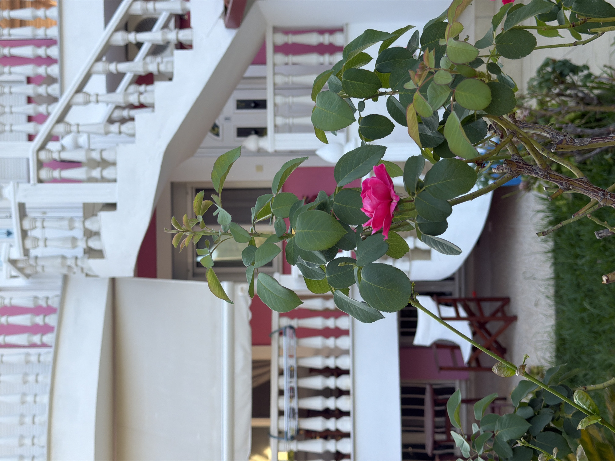 A vibrant pink rose blooms in the foreground, its petals unfurling against a backdrop of white and pink architecture. The building features a curved white staircase with decorative balusters and a pink facade. A white folding chair and a small round table are visible on a paved patio area to the left. Lush green grass carpets the ground in front of the rose bush. The scene appears to be located in Golden Beach, Greece.