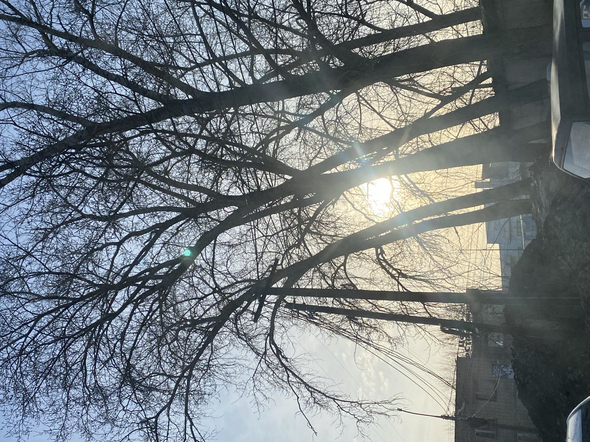 The image shows a winter cityscape in Chaikovsky, Russia, with bare trees silhouetted against a bright, diffused sunlight. The perspective is looking upwards through the branches of the trees towards the sky. In the background, there are multi-story buildings, possibly residential, characteristic of urban architecture. Power lines are also visible. The image is taken from a low angle, likely from street level. A portion of a vehicle is visible on the right side of the frame.