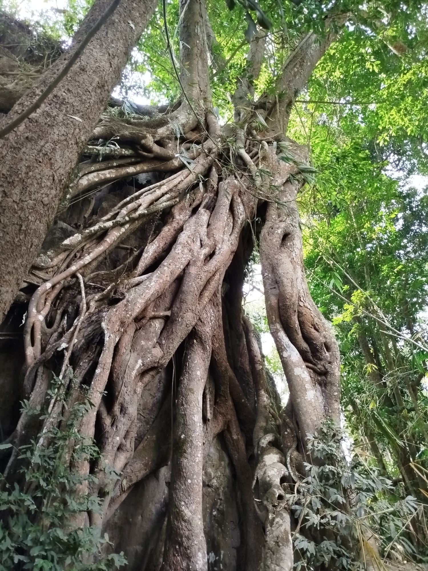 A low-angle shot reveals a massive tree in Đà Giang, Vietnam, its thick, intertwined roots and trunks enveloping a large rock formation. Smaller green plants sprout from the base. The canopy of the tree and surrounding forest fills the upper portion of the frame, filtering sunlight through the leaves.