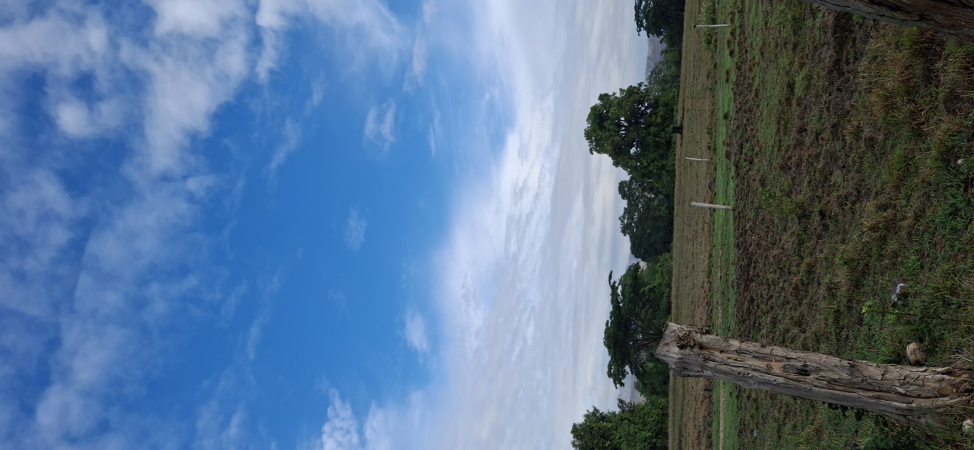 The image presents a vertical landscape scene, divided diagonally into a vast sky and a terrestrial ground portion. The left and upper-left part of the frame is dominated by a bright blue sky, adorned with scattered, wispy white clouds, suggesting clear and fair weather conditions, likely during daytime.
The right and lower-right portion of the image shows a rural or agricultural field. A large, weathered tree trunk, possibly serving as a robust fence post, occupies the lower right foreground. Its rough, cracked texture and light brown color stand out against the greenery. Stretching horizontally across the mid-ground, a barbed wire fence is visible, snaking through the vegetation. Several lighter-colored wooden or concrete fence posts are spaced out further back in the field.
The ground cover consists of a mix of green grass and patches of dark, disturbed earth or dried brown vegetation. In the background, a dense line of dark green trees marks the edge of the field, with the faint outline of distant hills or mountains visible beyond them. A small, light-colored, round object, possibly a coconut, lies near the base of the foreground tree trunk. A small bird, with light grey and white plumage, is perched or moving on the ground near the barbed wire fence in the mid-right section.
There are no people or explicit activities taking place, creating a tranquil, natural ambiance. The scene depicts a sunny day, consistent with the location context of Vallecito, Venezuela. No visible text is present in the image.