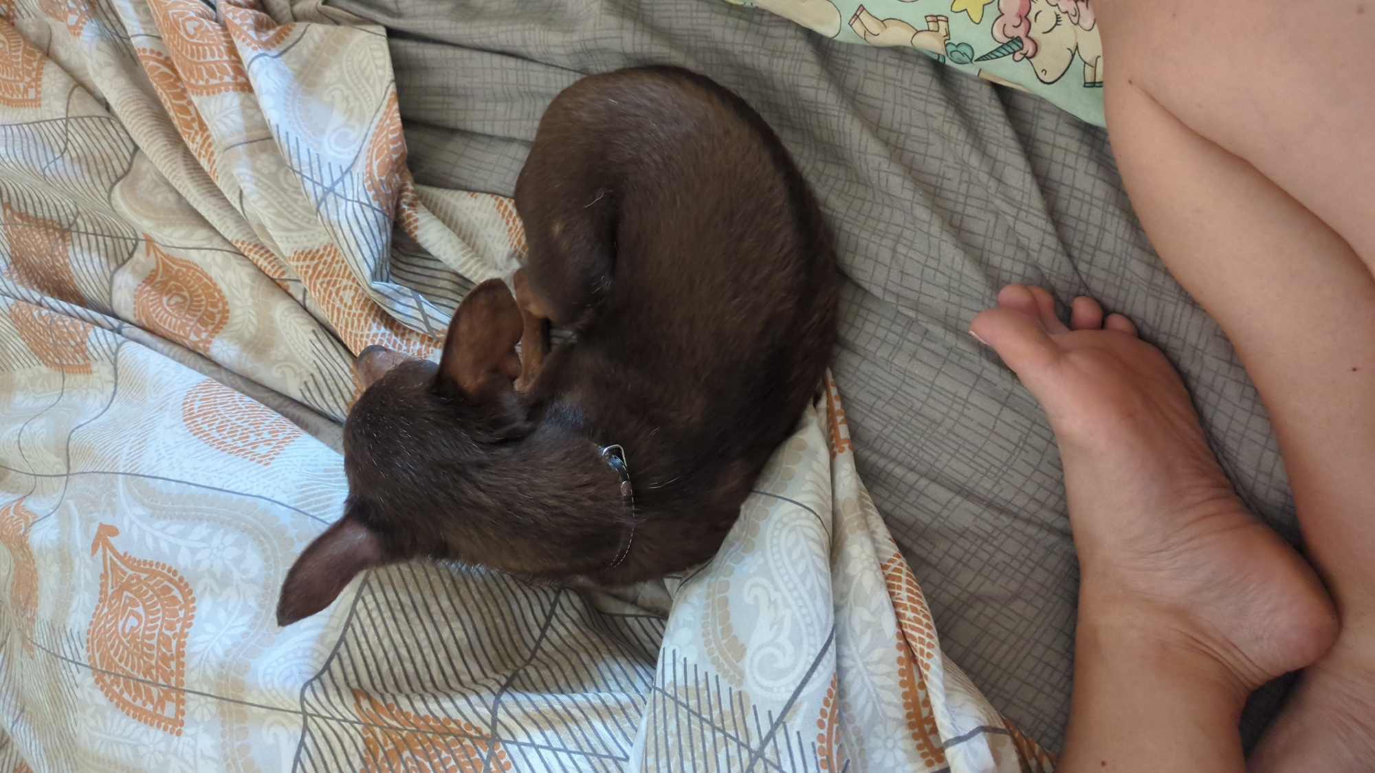 A small brown dog is curled up asleep on a bed with patterned sheets. A human foot is visible in the foreground, with the person's leg extending out of frame. The environment appears to be indoors, likely a bedroom, with no specific landmarks indicating a location in Chișinău, Moldova. The dog is wearing a simple collar. The bedding has a paisley-like pattern in shades of orange and beige, as well as gray striped sections. A corner of a pillow with a unicorn print is visible on the right side of the image. The lighting suggests it is daytime.