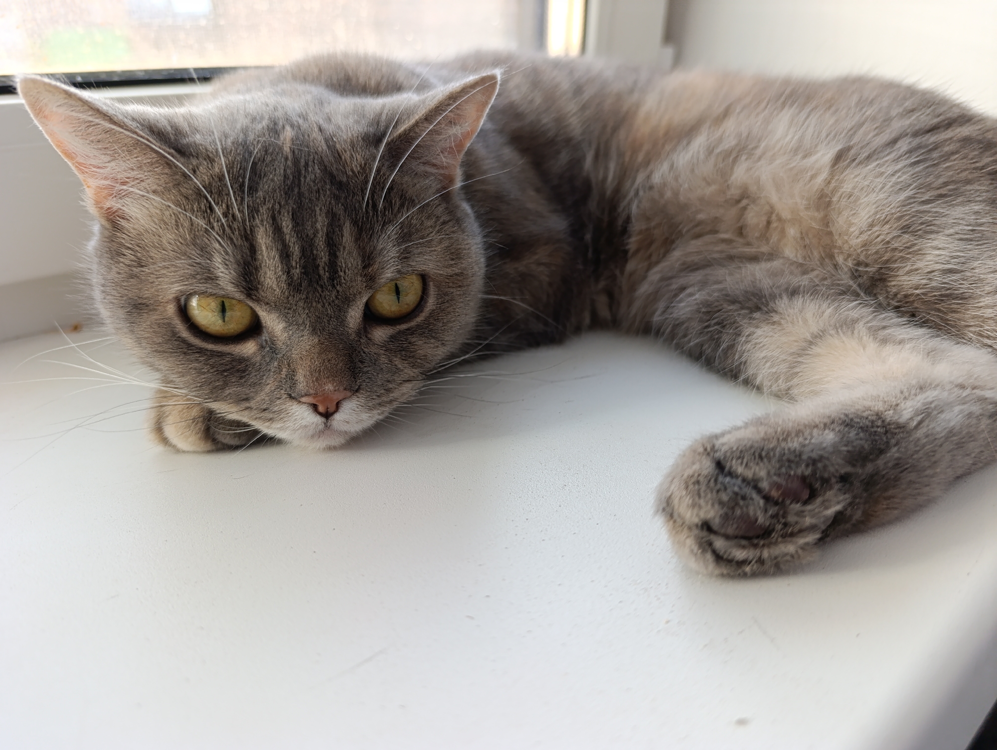 A gray tabby cat lies on a white windowsill. The cat is facing the camera, with its head resting on its paws. The cat's eyes are yellow. The windowsill appears to be in a room with a window. It is unknown if the location is in Chaikovsky, Russia without additional information.