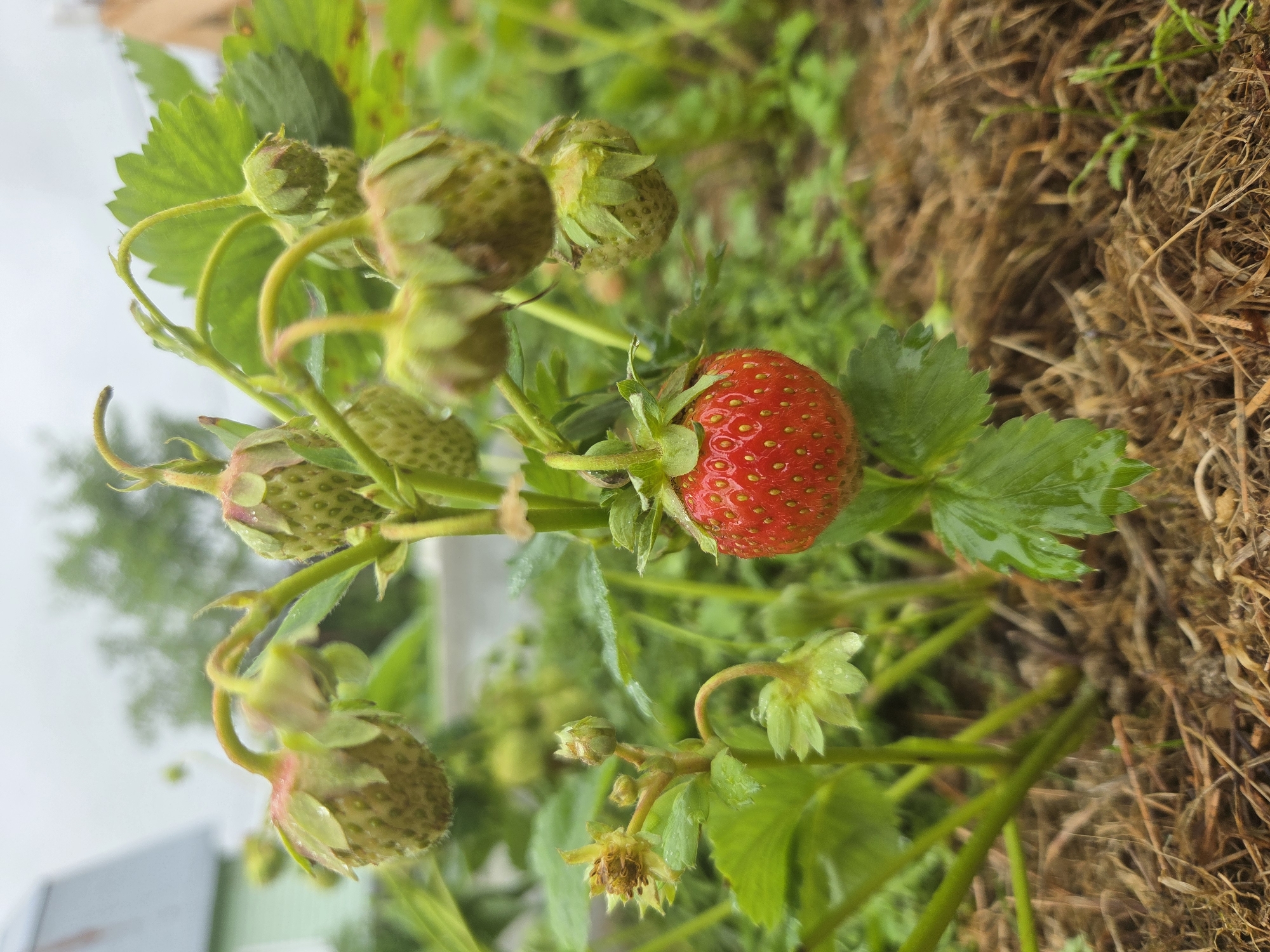 A single ripe strawberry, bright red and speckled with seeds, hangs from its stem in the foreground. The strawberry is surrounded by green leaves, some of which are wet with water droplets. Above the ripe strawberry, several unripe, green strawberries are clustered on the plant, also showing water droplets. The background is blurred, showing hints of greenery and what appears to be a building with light green siding and a roof. The ground is covered in brown mulch. The image appears to be taken outdoors in a garden setting, possibly in Frolovo, Russia.