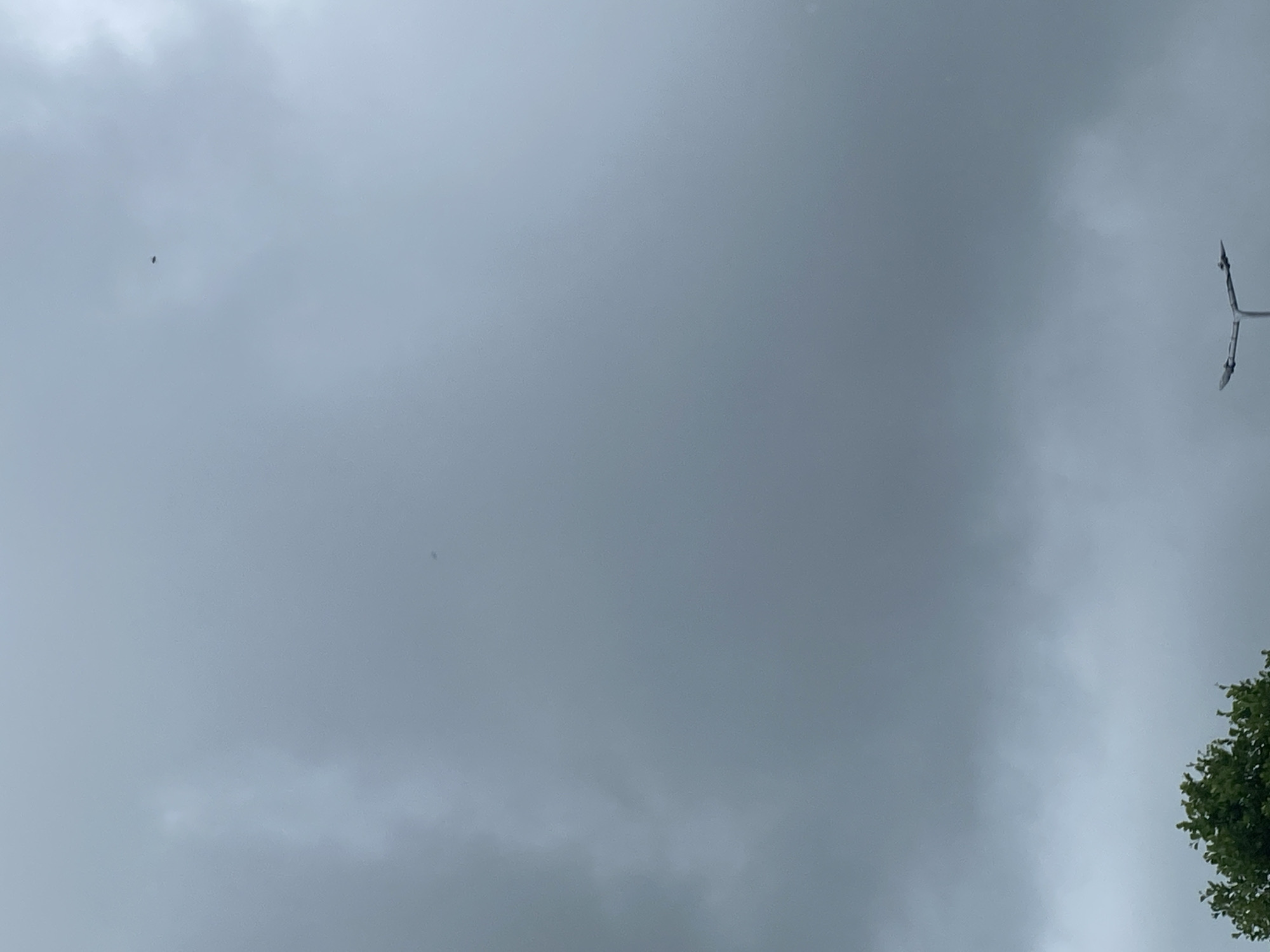 The image captures an overcast sky with dense clouds, suggesting impending rain or a heavily clouded day. In the upper right quadrant of the sky, a small, dark, indistinct object is visible, possibly a bird or an insect. Towards the bottom of the frame, the top of a green tree with lush foliage is seen on the left. On the right side, a street lamp with a bifurcated head is partially visible, extending upwards from the bottom edge of the image. The overall impression is one of a muted, possibly humid atmosphere. The location is identified as Rozhny, Ukraine.