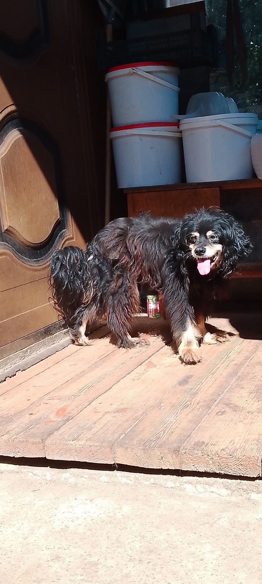 A medium-sized, long-haired black dog with tan markings on its face and legs is standing on a wooden porch in front of a brown door. The dog's tongue is hanging out, and it appears to be panting. In the background, there are several white buckets with red rims stacked on a wooden shelf. Sunlight casts a shadow of the door on the porch. The scene is likely outdoors, possibly in a backyard or a residential area.