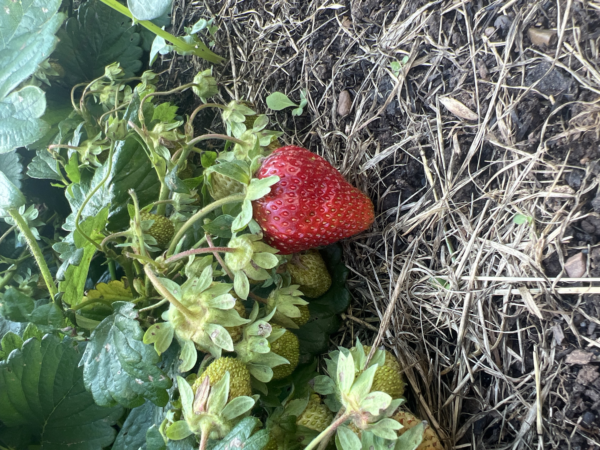A single ripe strawberry rests on a bed of mulch and straw. The strawberry is bright red and has visible seeds. Surrounding the strawberry are green leaves and unripe, green strawberries on the vine. The background consists of dark soil and dry plant matter. The image appears to have been taken outdoors, likely in a garden or farm setting, as indicated by the presence of strawberry plants and mulch. The location in the city of Прикамский, Russia, is not visually evident from the image itself.
