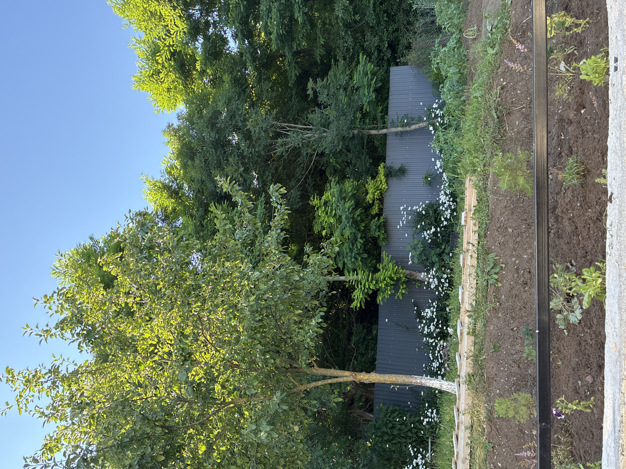 The image depicts a backyard scene in Surami, Georgia, under a clear blue sky. A large tree with light green foliage stands prominently on the left, its trunk partially painted white. Behind it, a dense line of trees and shrubs forms a natural backdrop. A dark gray metal fence runs horizontally across the midground, separating the foreground from the denser foliage. Along the base of the fence, a cluster of small white flowers is visible. The foreground shows a section of freshly turned soil, with a few small plants and a black metal railing. Wooden planks are laid out on the ground above the tilled soil. The overall impression is one of a cultivated outdoor space, likely a garden or yard, with elements of natural landscaping.