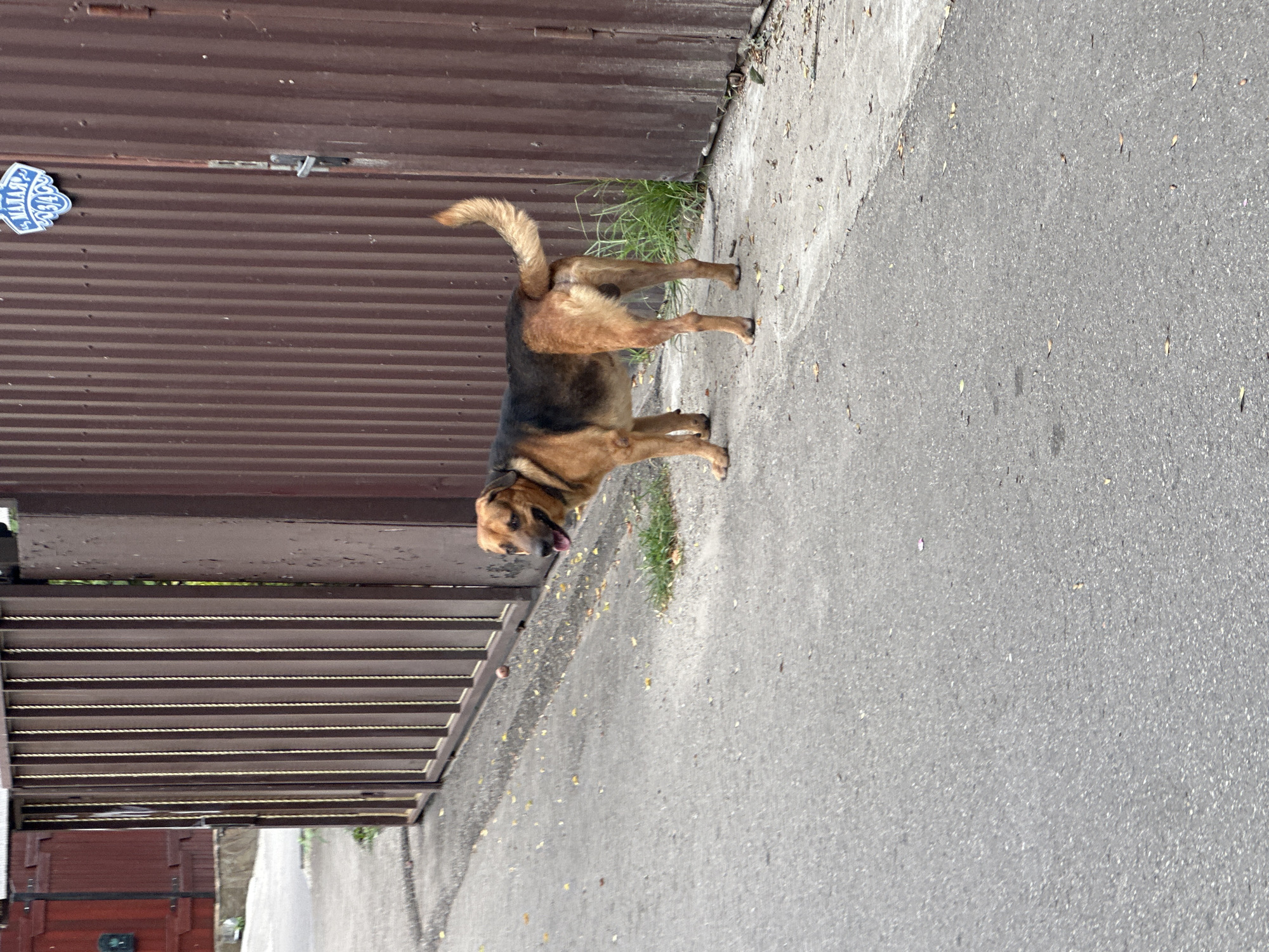 A medium-sized dog, primarily brown with black markings on its back and head, stands on an asphalt surface next to a brown corrugated metal fence. The dog is facing to the left, with its tongue slightly out and its tail raised and curved over its back. There are scattered leaves on the ground around the dog and along the edge of the fence. The fence has vertical slats and a visible handle and lock mechanism on the right side. A blue sign with white lettering, appearing to be a street sign with house numbers, is affixed to the fence. The background shows more of the fence and a glimpse of a wooden structure to the left. The scene appears to be in an outdoor urban or suburban setting.