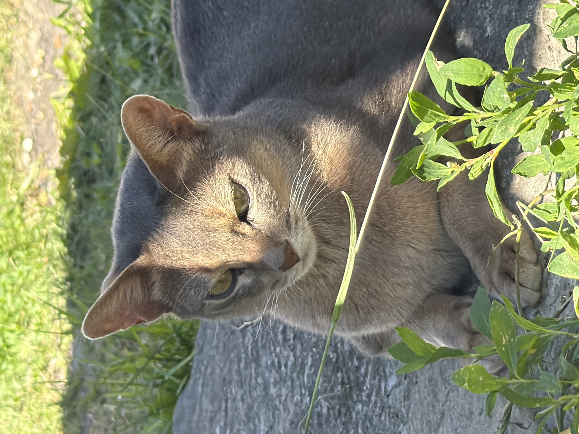 The image shows a close-up, high-angle view of a gray cat lying on a stone surface amidst grass and green foliage. The cat is facing towards the left side of the frame, with its head tilted slightly upwards. Its eyes are a striking green color, and its whiskers are long and white. Sunlight highlights parts of its fur, casting shadows and creating a sense of depth. The cat's ears are large and pointed, with some reddish-brown markings on the inner surfaces.
The background consists of green grass and the textured gray surface of what appears to be a large rock or concrete slab. To the right of the cat, a sprig of green leaves with small, delicate veins is visible, some of which are illuminated by the sun. The lighting suggests it is daytime, likely late afternoon or early morning, given the warm tones and the angle of the shadows. The overall mood is peaceful and natural, capturing a moment of repose for the animal in an outdoor setting. No text is visible in the image. The location context is identified as Petryakasy, Russia.