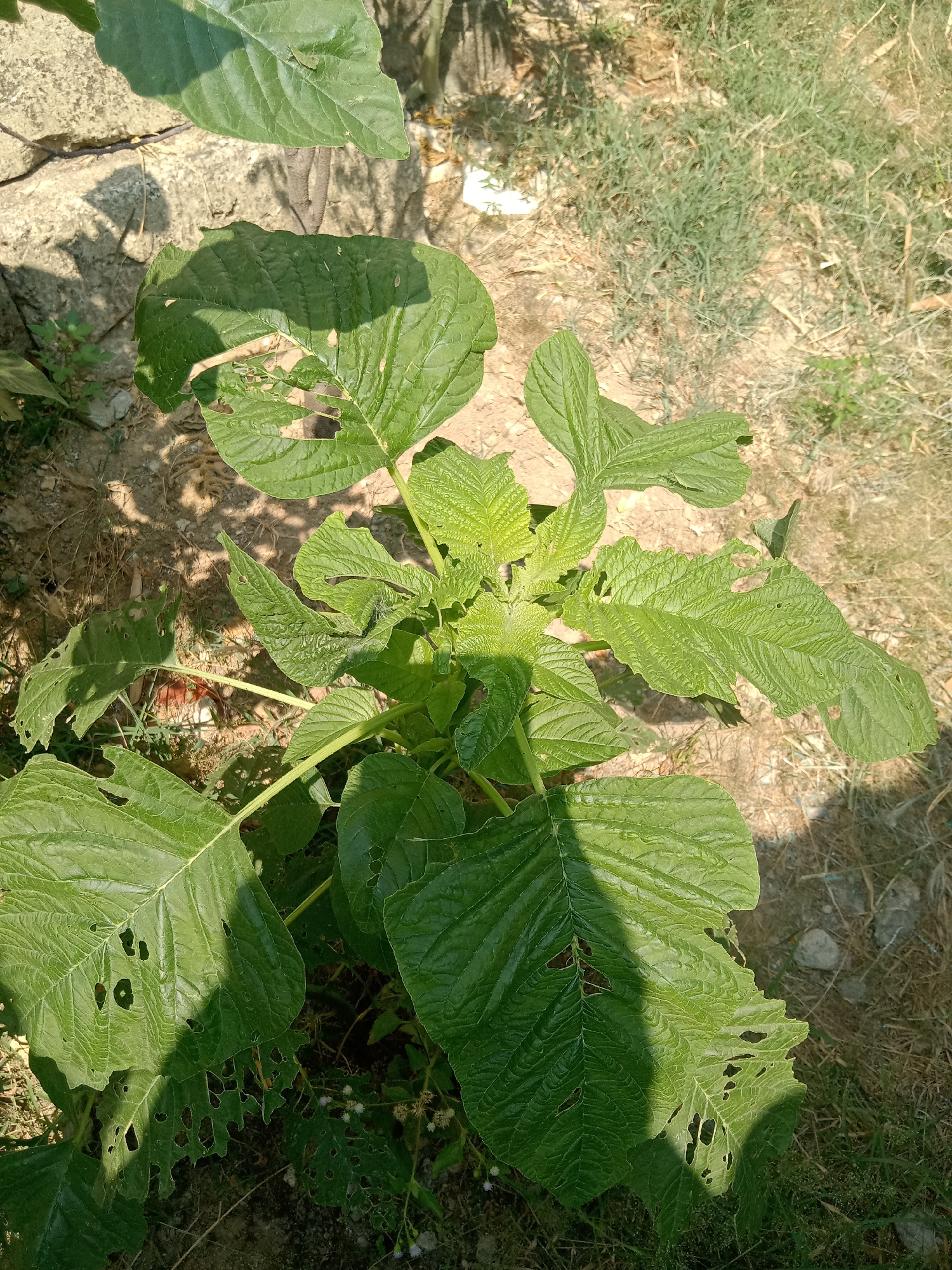 A green leafy plant, likely Amaranthus, is the primary subject in this overhead shot. Its large, serrated leaves, some with visible holes, are illuminated by sunlight casting shadows on the dry, sandy ground and sparse vegetation surrounding it. The scene is set outdoors, possibly in Stiaji, Indonesia, given the context. There are no people or animals visible in the image.