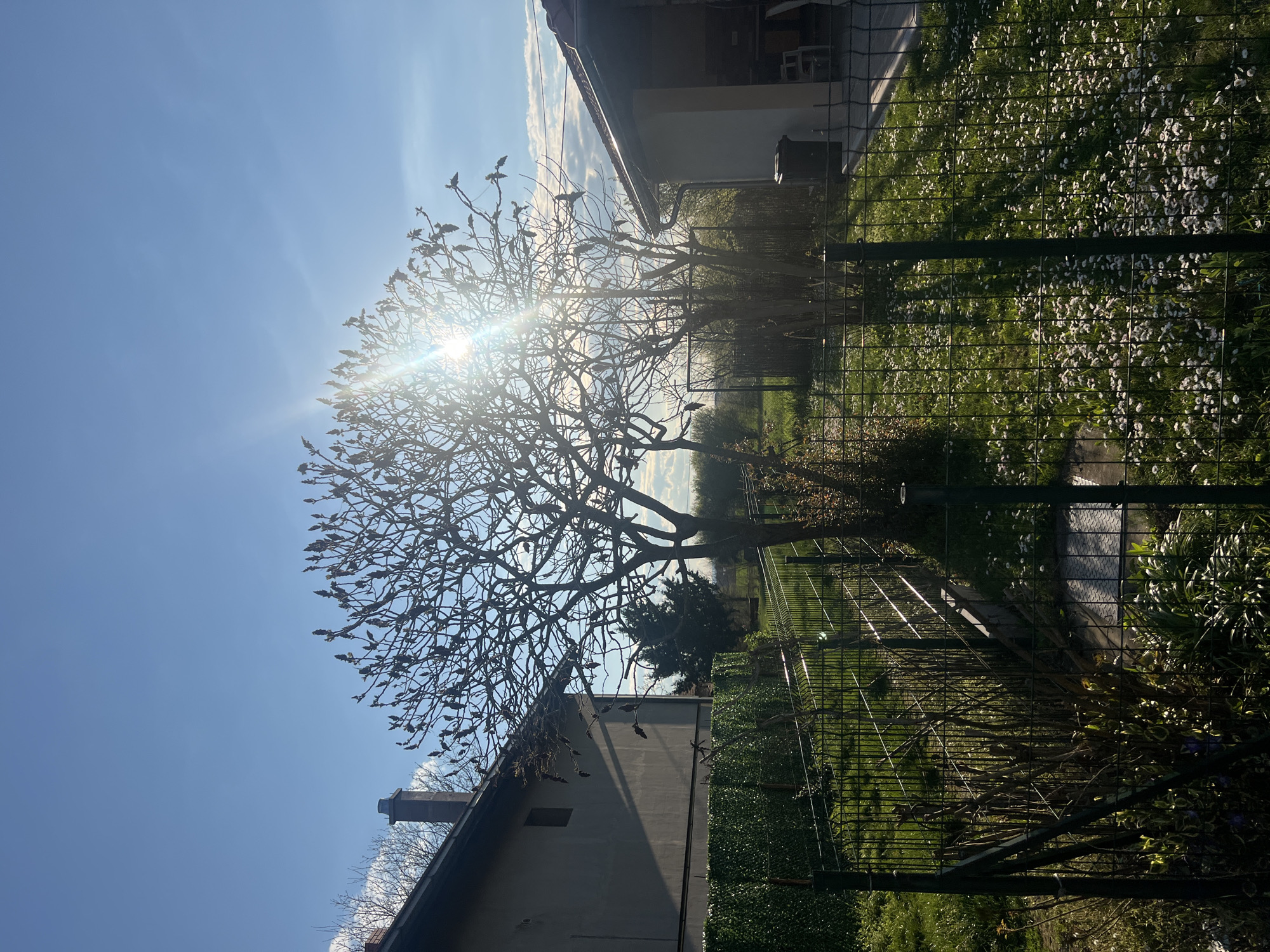The image depicts a sunlit scene in Smederevska Palanka Municipality, Serbia. A leafless tree stands centrally, with the sun positioned behind it, creating a lens flare effect. The tree's branches are in silhouette against a bright blue sky. In the background, blurred green fields stretch towards the horizon. To the left and right, the edges of residential buildings are visible. A wire fence runs across the midground, partially obscuring a grassy area with scattered white flowers. The image is rotated clockwise by approximately 90 degrees.