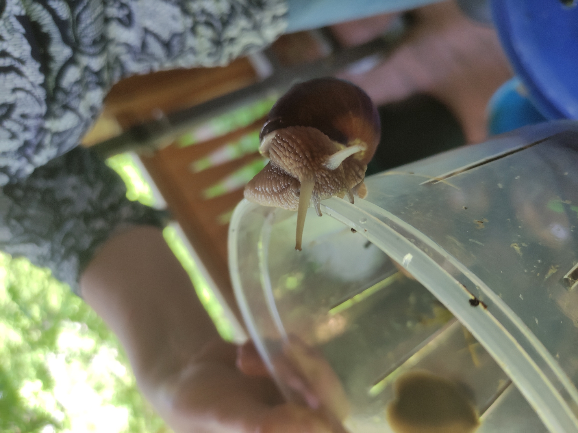 A close-up shot of a snail on the edge of a clear plastic container. The snail has a brown shell and its tentacles are extended. The background is blurry but appears to show someone holding the container, with possible greenery visible behind them. The location in the city of Kratovo, Russia, cannot be verified from this image.
