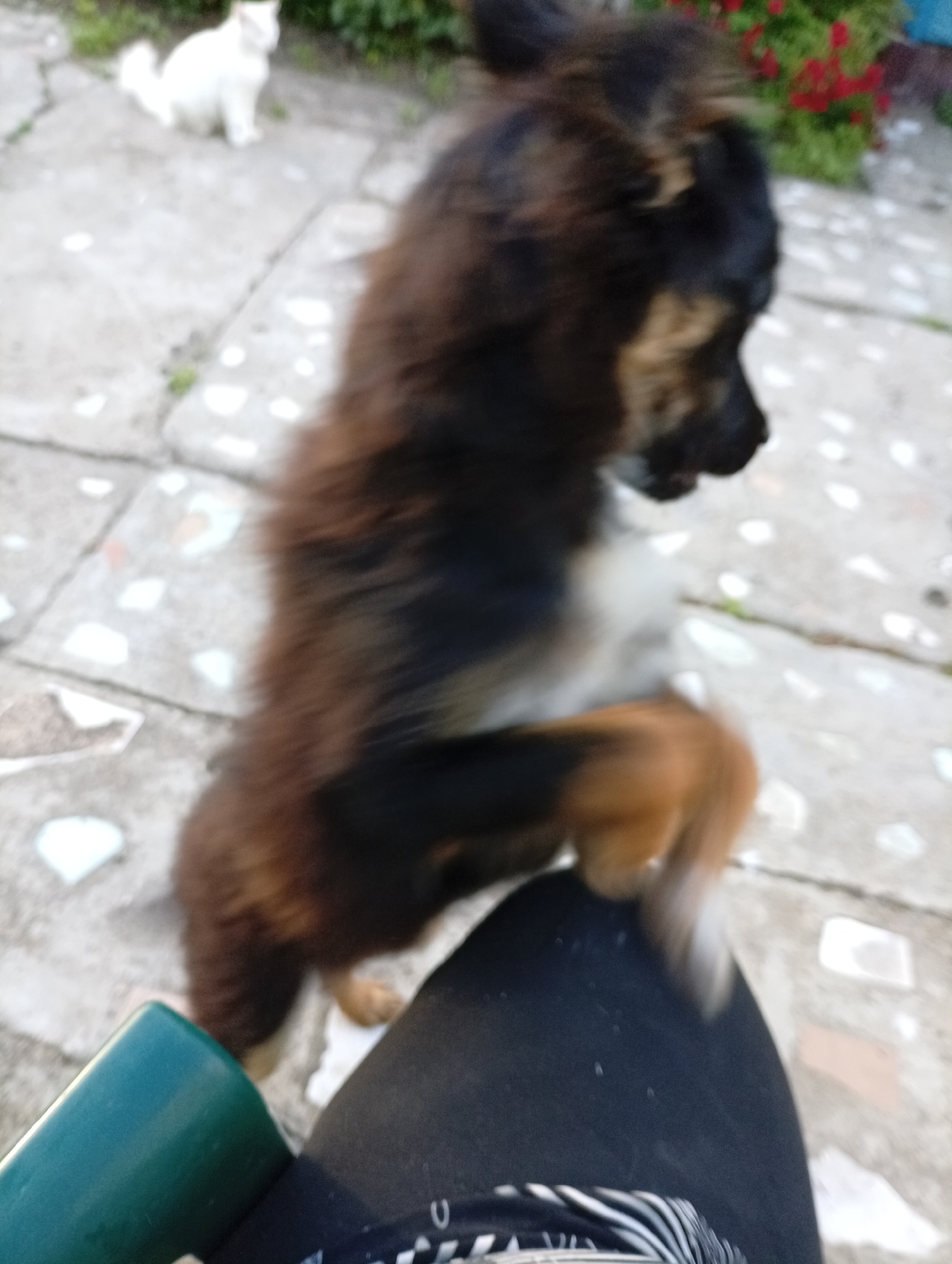 The image depicts an outdoor scene in Gorkaya-Balka, Russia, featuring a blurred dog in the foreground, a human leg, and a blurred white cat in the background.
The primary subject is a small to medium-sized dog, possibly a mixed breed, positioned centrally. The dog possesses a mostly dark brown or black coat with discernible tan or lighter brown markings on its face, chest, and legs, including the partially visible tail. It is captured in motion, standing on its hind legs, with its front paws appearing to interact with or be near a human leg visible in the lower right foreground. The dog's head is turned towards the right of the frame, and its features are significantly blurred due to motion.
In the lower left foreground, a dark-colored human leg, clothed in what appears to be black fabric with a patterned hem, is visible. A green, cylindrical object, possibly a cup or container, rests on or adjacent to this leg.
In the upper left background, a white cat is discernible, seated on a paved surface. Its form is indistinct due to the image's blurriness.
The ground surface consists of irregular, light-colored paving stones or concrete slabs, with small areas of green vegetation interspersed. In the far background, a dense mass of green foliage with clusters of red flowers is visible, suggesting a garden or natural setting. The overall image suffers from substantial motion blur and a lack of sharp focus, particularly on the animal subjects.