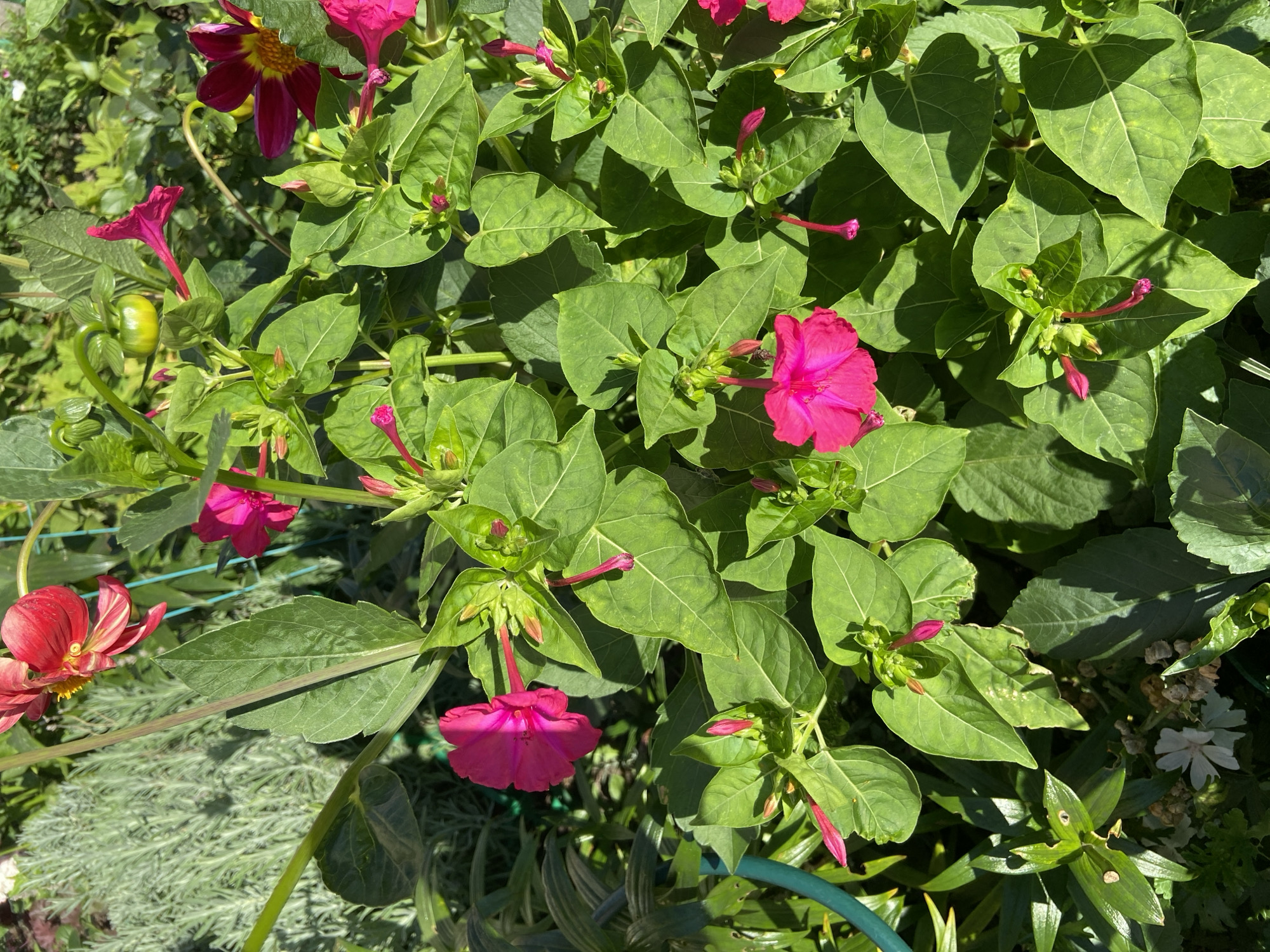 This is a close-up, high-angle shot of a garden, likely in Balashikha, Russia, featuring a dense collection of green foliage and bright pink flowers. The leaves are broad and somewhat heart-shaped, with prominent veins. Several closed buds and open flowers are visible, all a vibrant fuchsia color. The flowers have a trumpet-like shape with five distinct petals. In the background, blurred elements suggest other plants, including some with silvery-green foliage and a red and yellow flower. A hint of a green garden hose is visible on the left edge of the frame. The lighting suggests it is daytime, with shadows indicating sunlight filtering through the leaves. There are no people or animals present. The overall scene is a naturalistic depiction of a thriving garden.