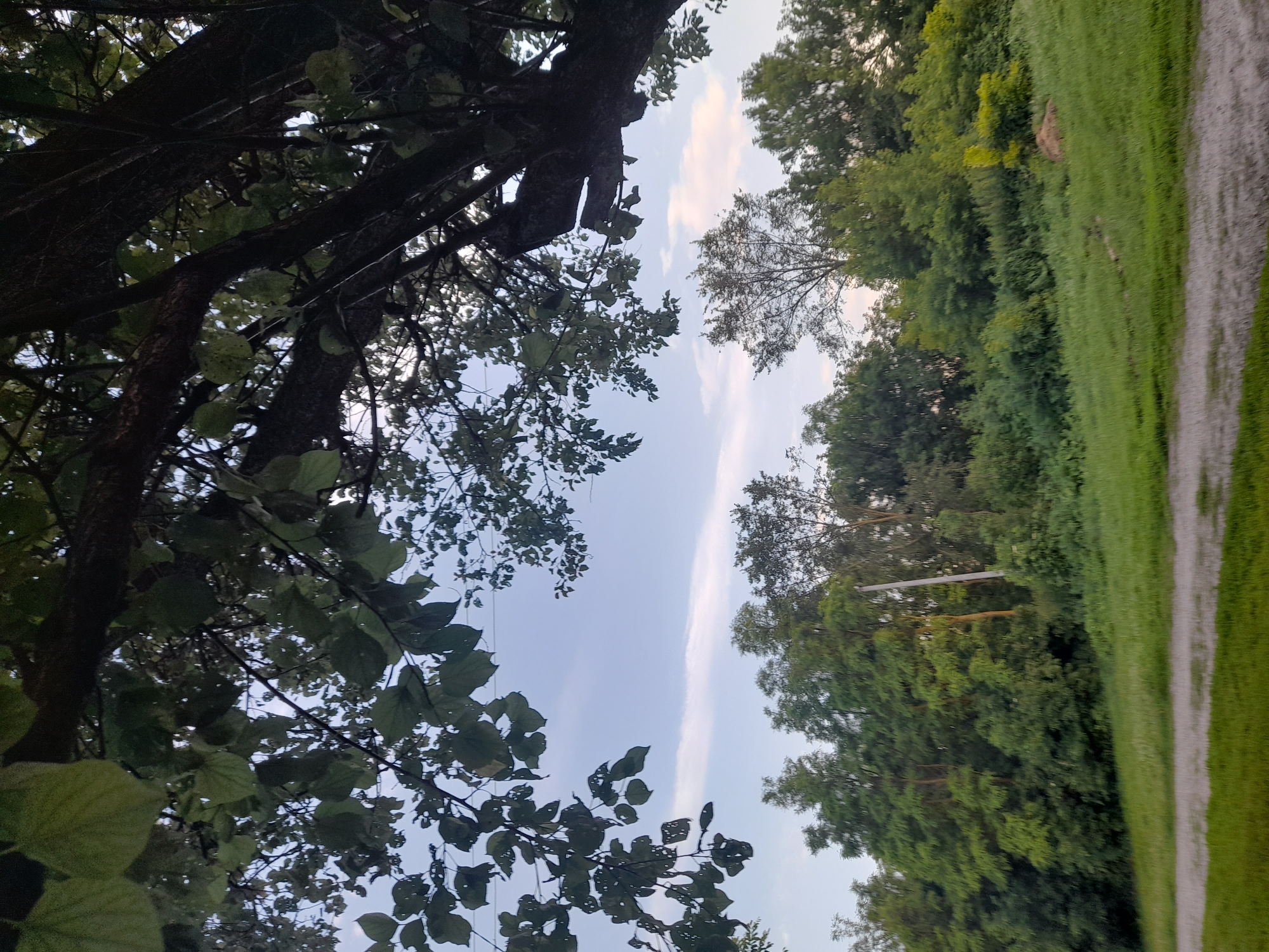 The image depicts a serene outdoor scene with a focus on nature. In the foreground, a gravel path runs horizontally across the bottom of the frame, bordered by lush green grass on either side. The path appears to be well-maintained, suggesting it's a frequently used route. Beyond the path, a gently sloping grassy hill rises towards a dense line of trees that forms the backdrop. The trees are a mix of deciduous and coniferous varieties, with vibrant green foliage indicating a healthy ecosystem. The canopy of a large, mature tree dominates the upper portion of the image, its dark branches and leaves creating a dramatic contrast against the pale blue sky. The sky itself is mostly clear, with a few wispy clouds scattered across it, suggesting it might be late afternoon or early evening. The overall impression is one of tranquility and natural beauty. While no people are visible in the image, the presence of a path implies human activity in the area, possibly for recreation or as a thoroughfare. The environment is characteristic of the Ukrainian countryside, with its rolling hills and abundant greenery. The location in Kliushnykivka, Ukraine, further grounds the image within a specific geographical context, suggesting a rural or semi-rural setting.