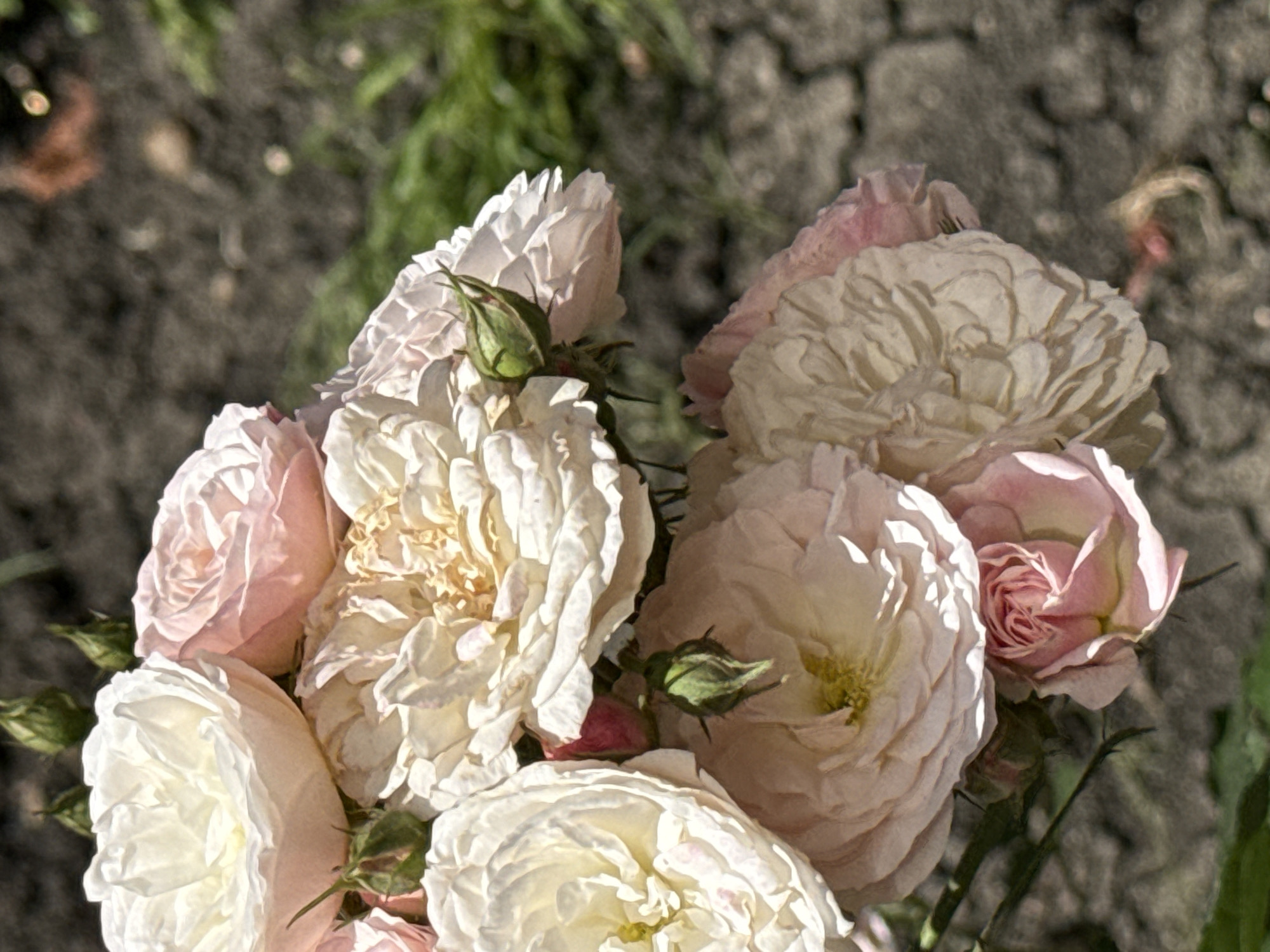 This close-up, high-angle shot showcases a vibrant cluster of blooming roses and several rosebuds. The roses display a delicate palette of colors, predominantly soft pale pinks and creamy whites, with some blooms showing a subtle pale yellow hue in their centers. Many roses are fully open, revealing layers of intricately ruffled petals that create a lush, full appearance. Several green rosebuds, some with just a hint of color emerging, are interspersed among the larger blossoms, along with visible green stems and leaves.
The scene is illuminated by bright, natural light, likely sunlight, which creates distinct highlights on the petals and casts gentle shadows, enhancing the texture and depth of the flowers. The background is softly blurred, consisting of muted dark gray-brown tones, possibly soil or ground, with indistinct green foliage visible at the top and bottom edges of the frame. This shallow depth of field keeps the focus sharply on the intricate details of the roses.
No human activity or visible text is present. The image captures the serene beauty of a garden on what appears to be a sunny day.