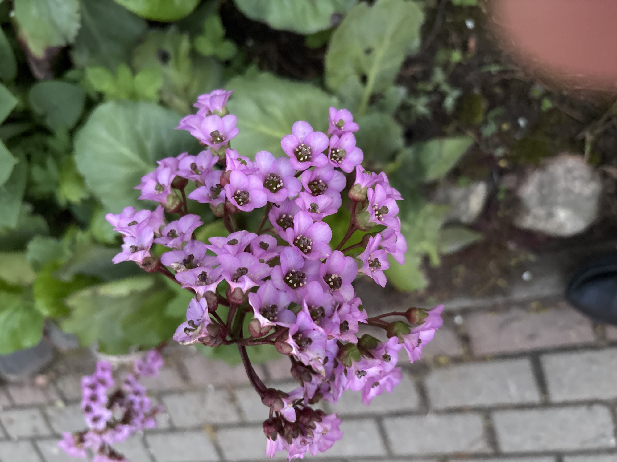 A close-up shot captures a vibrant cluster of light purple flowers with prominent dark brown centers, possibly Bergenia cordifolia (Heartleaf Bergenia). The flowers are surrounded by large, green, rounded leaves. The background consists of a brick or paved surface, and glimpses of other green plants and possible soil. The scene is probably Saint Petersburg, Russia, due to the flower's hardiness in the region. There is a blurred portion of a person's finger in the upper right corner. There also appears to be a person wearing a black shoe in the upper right.