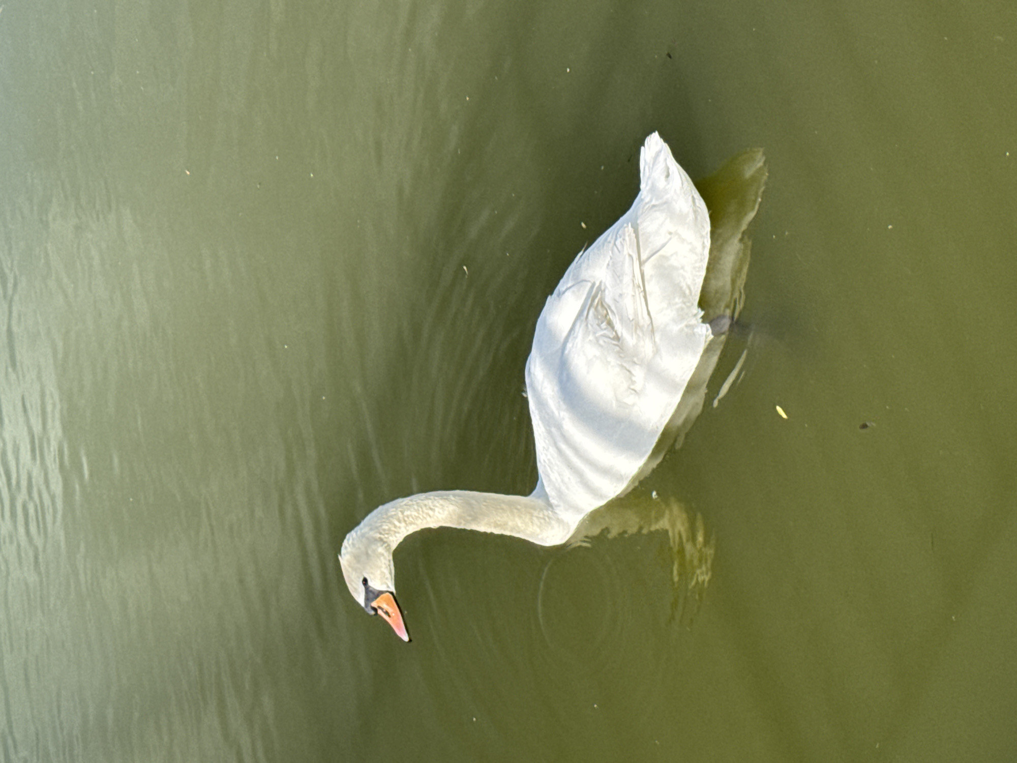A single white Mute Swan (Cygnus olor) is depicted swimming on a body of greenish-brown water. The swan, oriented facing left, exhibits bright white plumage, a long, gracefully curved neck, and an orange beak with a distinctive black knob at its base. Small ripples emanate from the swan's movement through the water, and several faint specks of debris, possibly small leaves or organic matter, are visible on the water's surface. Natural light illuminates the swan from the upper left, casting a subtle shadow beneath its body. The scene is located in Vityazevo, Russia.