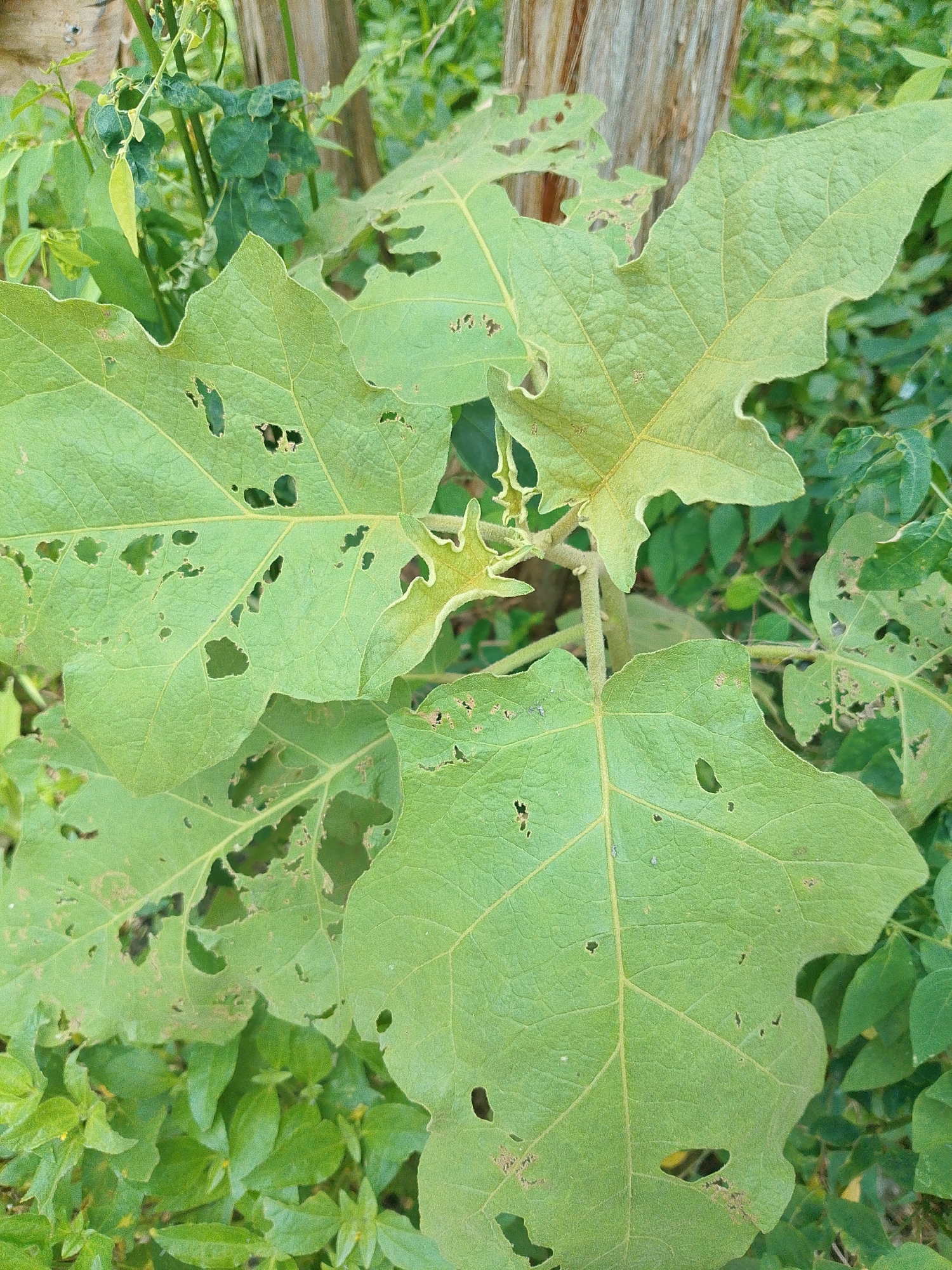 A close-up, overhead shot captures several large, green leaves with visible holes, indicating insect damage. The leaves are part of a plant with a fuzzy stem. In the background, out-of-focus greenery and a vertical wooden post can be observed. The scene appears to be outdoors, possibly in a garden or natural setting, located in Bakaran Batu, Indonesia.