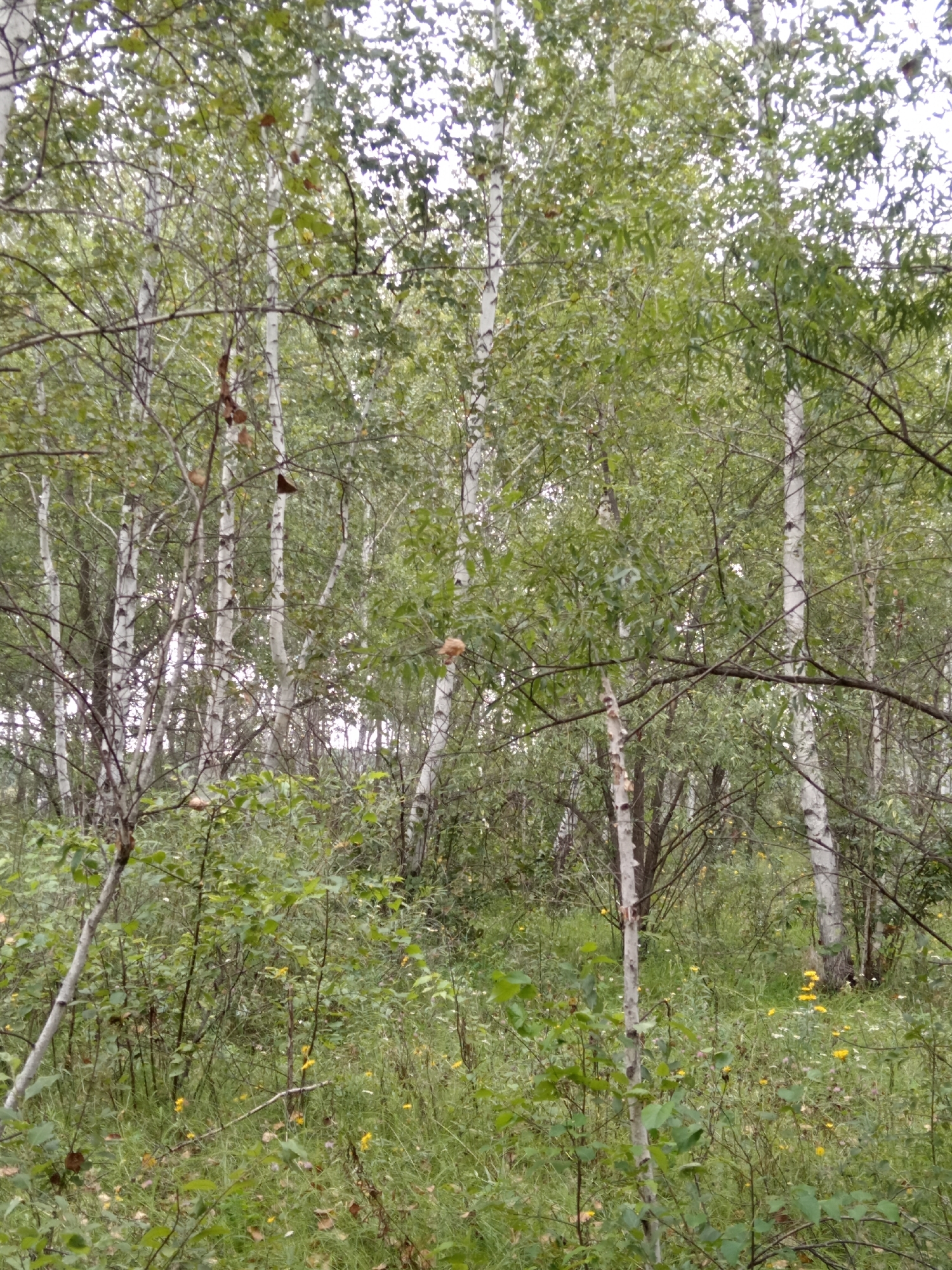 The image shows a dense forest with birch trees. The ground is covered with grass, small bushes, and scattered yellow and white wildflowers. The birch trees have distinctive white bark with black markings. The leaves are green, suggesting it is likely late spring or summer. The overall impression is of a natural, undeveloped area. This scene is located in Nikolskoye, Russia. There are no people or animals visible in the image.