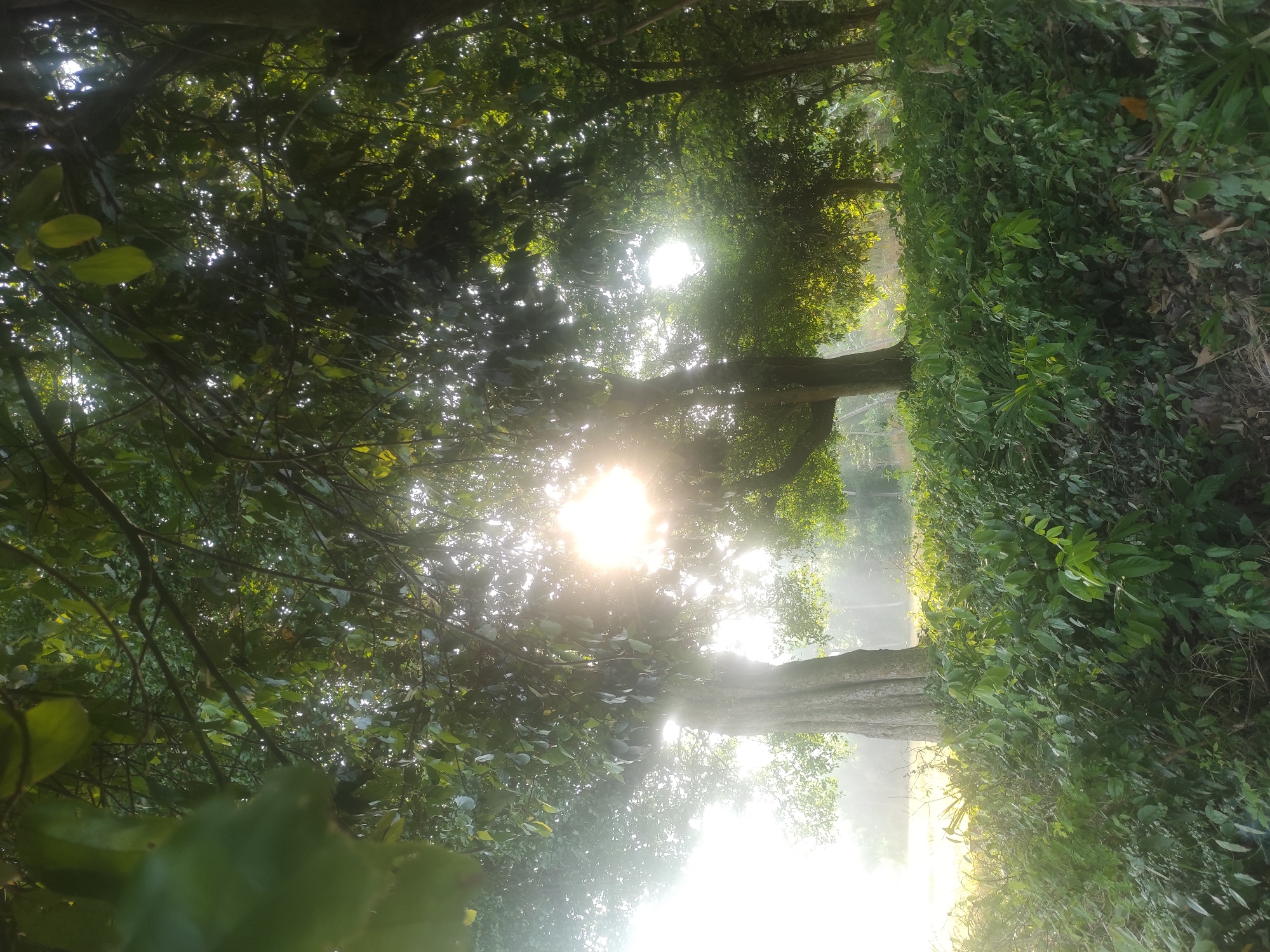 The image captures a serene natural scene, depicting a dense wooded area or forest. The primary subjects are numerous trees and lush green foliage that fills the frame. Bright, radiant sunlight beams intensely through gaps in the overhead canopy, creating strong rays of light that illuminate the scene and give it a hazy, ethereal quality.
The sun appears low in the sky, suggesting either an early morning sunrise or a late afternoon sunset, as evidenced by the soft, diffused light and the backlighting of the leaves. Several large tree trunks are visible, anchored to the ground and partially obscured by surrounding vegetation. The ground level is covered with thick, verdant undergrowth and smaller plants, contributing to the rich green palette of the environment.
There are no people, animals, or man-made objects visible in the photograph, emphasizing the untouched and natural state of the location. The scene evokes a sense of peace and immersion in nature, characteristic of a tropical setting. Given the context of Lhokseumawe, Indonesia, the lushness and the quality of light are consistent with a tropical forest or plantation. There is no visible text in the image.