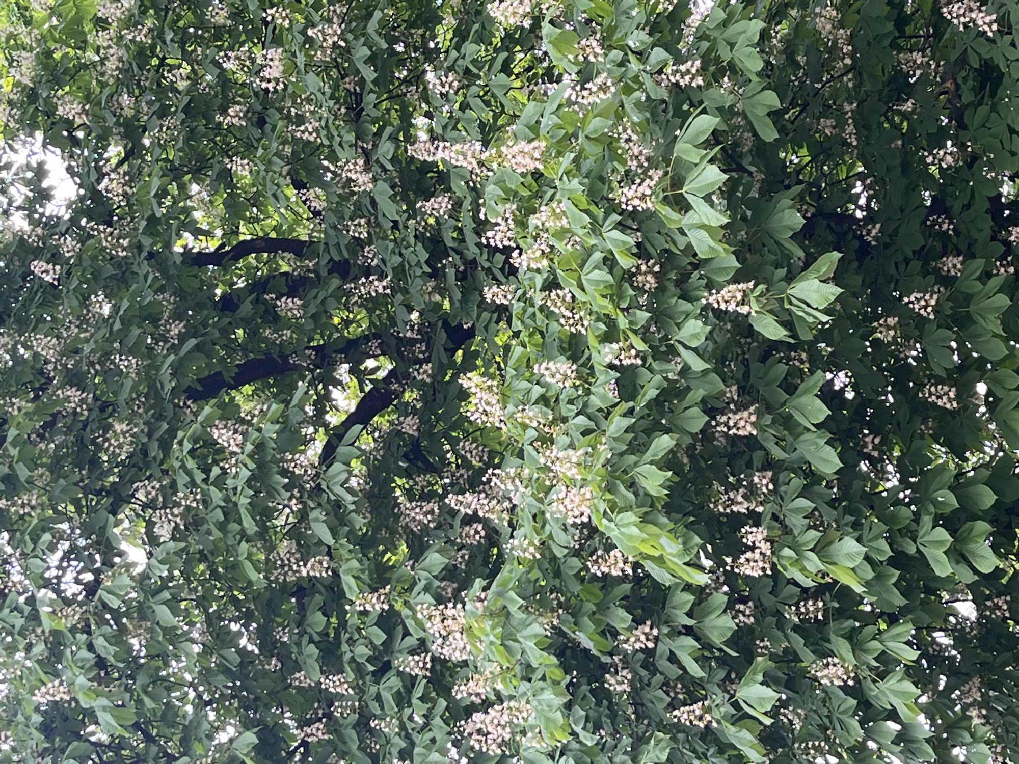 The image shows the canopy of a tree, densely packed with green leaves and small clusters of white flowers. Dark branches are visible interspersed within the foliage. The perspective is looking up into the tree. The location is likely Saint Petersburg, Russia, based on the presence of specific trees and flowers that are unique to that climate and region.