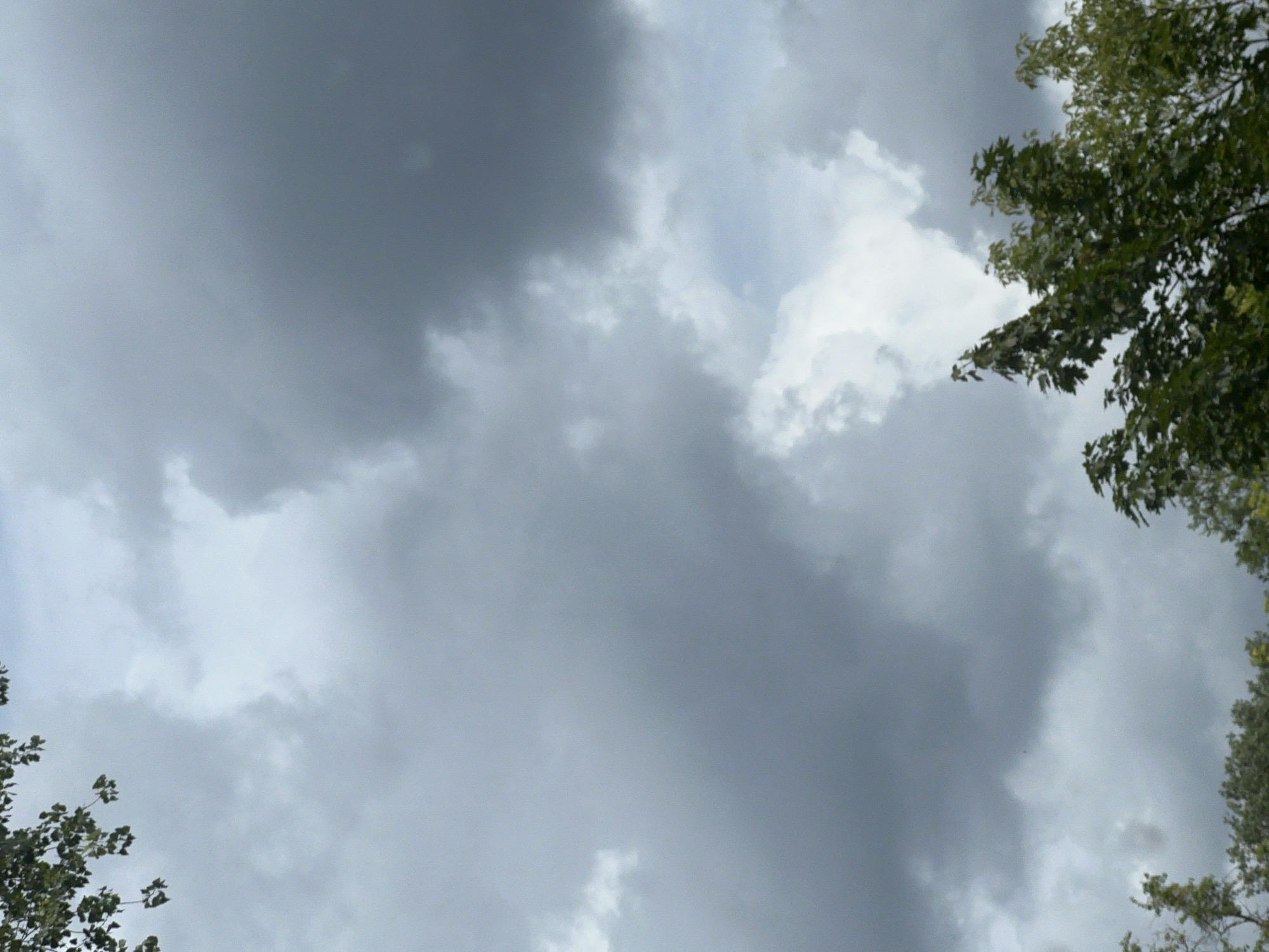 The image shows a cloudy sky with some trees visible at the bottom and top edges. The clouds are dark and appear to be gathering, suggesting an overcast or stormy weather condition. The trees are green and leafy. There is no indication of any specific location within Warsaw, Poland, or any people, subjects, objects, or actions depicted in the scene.
