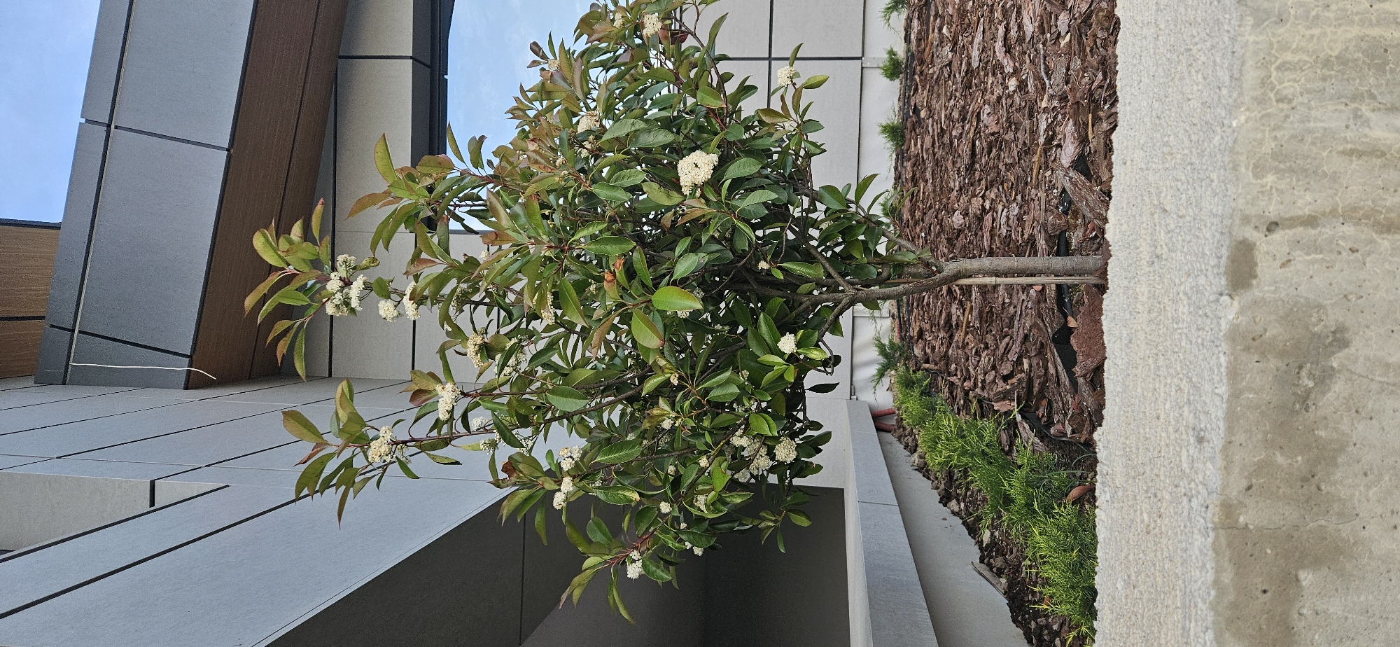 Here is a detailed description of the image:
**Scene:** An outdoor urban scene features a flowering tree planted in a raised flower bed. The image is taken at a slightly low angle, looking up at the tree and a portion of a modern building.
**Subjects/Objects:**
* **Tree:** A small tree with dense green foliage and clusters of small white flowers. Some leaves are tinged with reddish-brown. The trunk and branches are visible.
* **Flower Bed:** The tree is planted in a raised flower bed that is bordered by concrete edging.
* **Ground Cover:** Adjacent to the concrete edging, the ground is covered with bark mulch.
* **Building:** A modern building forms the backdrop. The building's facade is made up of gray panels, some with dark accents.
* **Vegetation:** A row of evergreen shrubs grows near the concrete edging.
**Environment:**
* **Location:** The scene appears to be an urban environment in the city of Unknown, Unknown. The presence of modern architecture and landscaping suggests a developed area.
* **Weather/Lighting:** The lighting appears to be soft and natural, suggesting it is daytime with some cloud cover.
* **Surroundings:** The area seems relatively clean and well-maintained. The focus is on the interplay between the natural element of the tree and the man-made architecture.
**Composition:**
* The image is oriented in a landscape format.
* The tree is centrally positioned, drawing the viewer's eye.
* The building and ground provide context to the tree's setting.
* The angle of the shot gives a sense of height and perspective.
**Overall Impression:** The image presents a carefully curated urban landscape that blends natural elements with modern design.