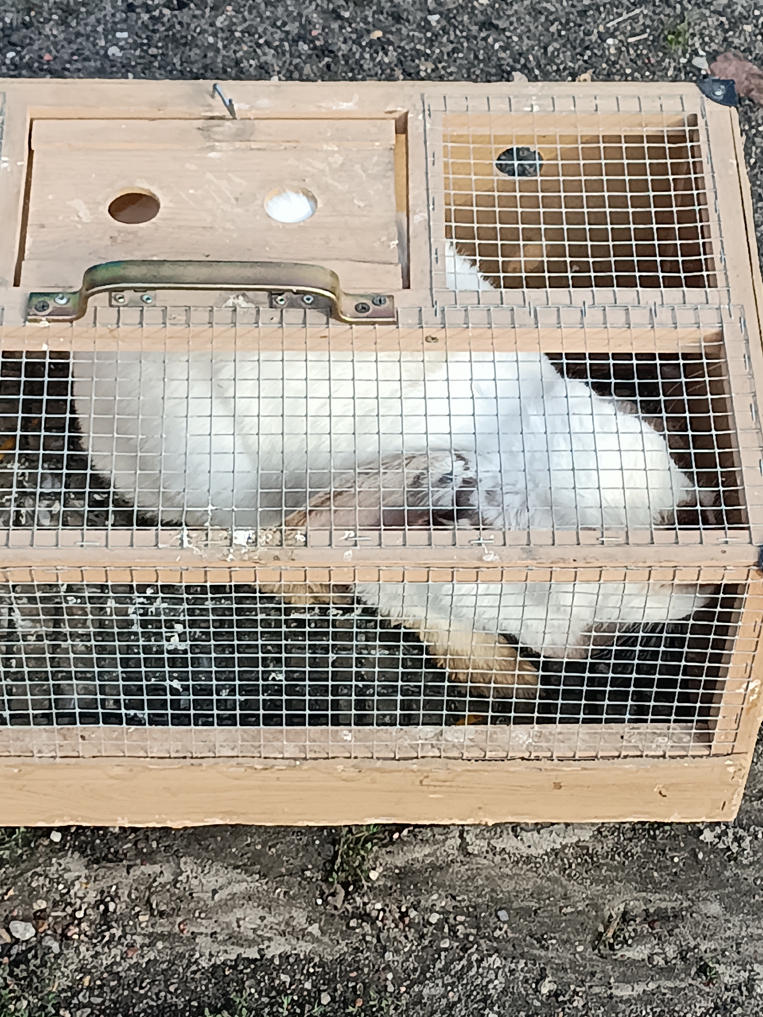 A white rabbit is inside a wooden and wire cage. The cage is rectangular with a handle on the front and a divided section at the top. The rabbit appears to be sleeping or resting. The cage is placed on the ground, which is covered with gravel and some grass. The image is taken from a slightly elevated angle, looking down into the cage. The scene is outdoors, with natural lighting. The location is stated to be in Łosice, Poland.