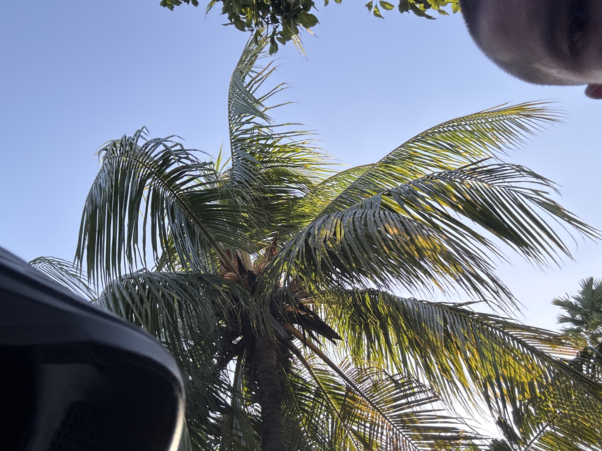 The image is an outdoor, low-angle shot of a palm tree against a clear blue sky. The fronds of the palm tree are lush and green, with some fronds catching the sunlight, giving them a yellow-green hue. The trunk of the palm tree is visible, with its rough texture characteristic of coconut palms. In the foreground, a portion of a dark, curved object, possibly a vehicle or piece of furniture, is visible on the left side. At the top right of the frame, a person's head and shoulder are visible, suggesting they are looking up at the palm tree. The overall setting appears to be a tropical or sub-tropical location, consistent with Kuta Selatan, Indonesia. The bright sky and sunlight indicate it is daytime, likely late afternoon given the warm tones of the light. There is no visible text in the image. The scene evokes a sense of relaxation and enjoyment of a sunny day.