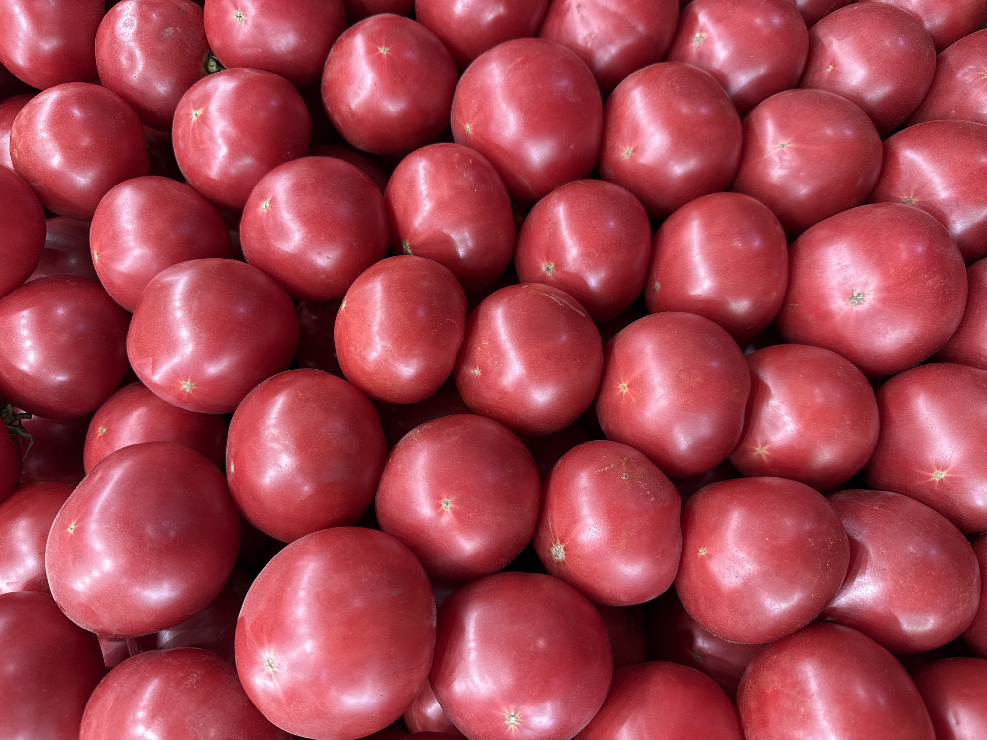 The image shows a close-up, overhead view of a large pile of ripe, red tomatoes. The tomatoes are all roughly the same size and shape, with smooth, shiny skins. They are stacked in a dense arrangement, with some tomatoes partially obscuring others. The lighting is bright, creating highlights on the curved surfaces of the tomatoes. The overall impression is one of abundance and freshness. The location in Lokbatan, Azerbaijan, is not visually represented in the image itself.