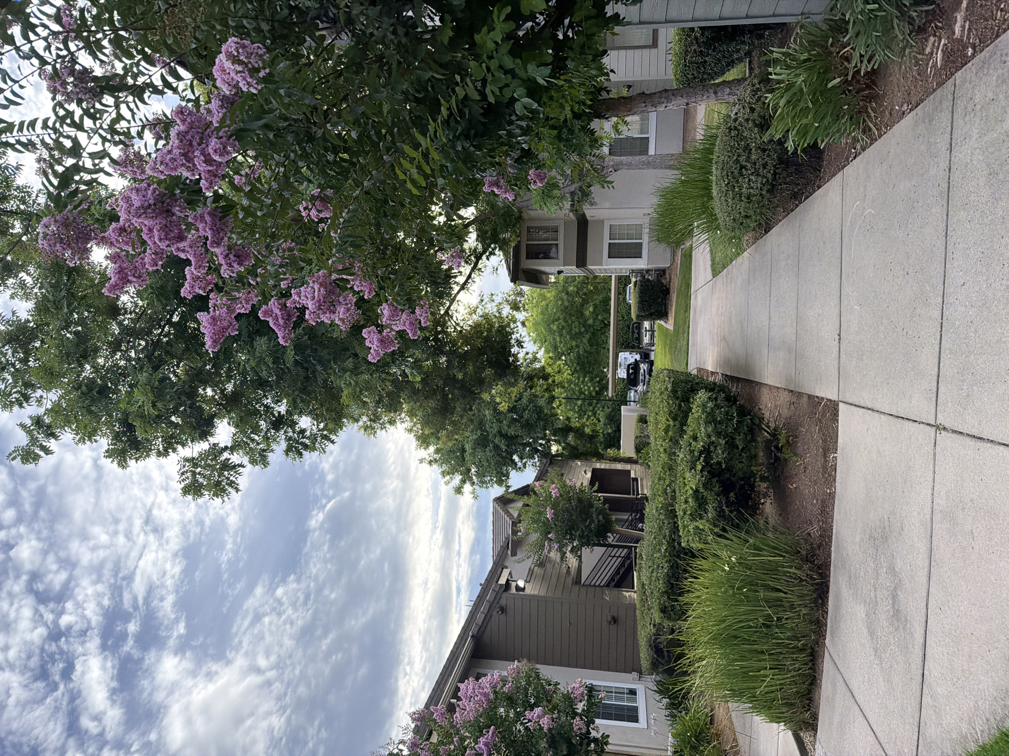 An outdoor shot displays a paved walkway lined with manicured green bushes and a tall, leafy tree with clusters of pink flowers. To the left, a two-story building with brown siding and white-trimmed windows is visible, while a similar building with light-colored siding stands to the right. The sky above is partly cloudy, with streaks of white clouds against a pale blue backdrop. In the distance, parked cars are visible under a covered carport. The scene is set in Elk Grove, California, United States of America, a suburban residential area.
