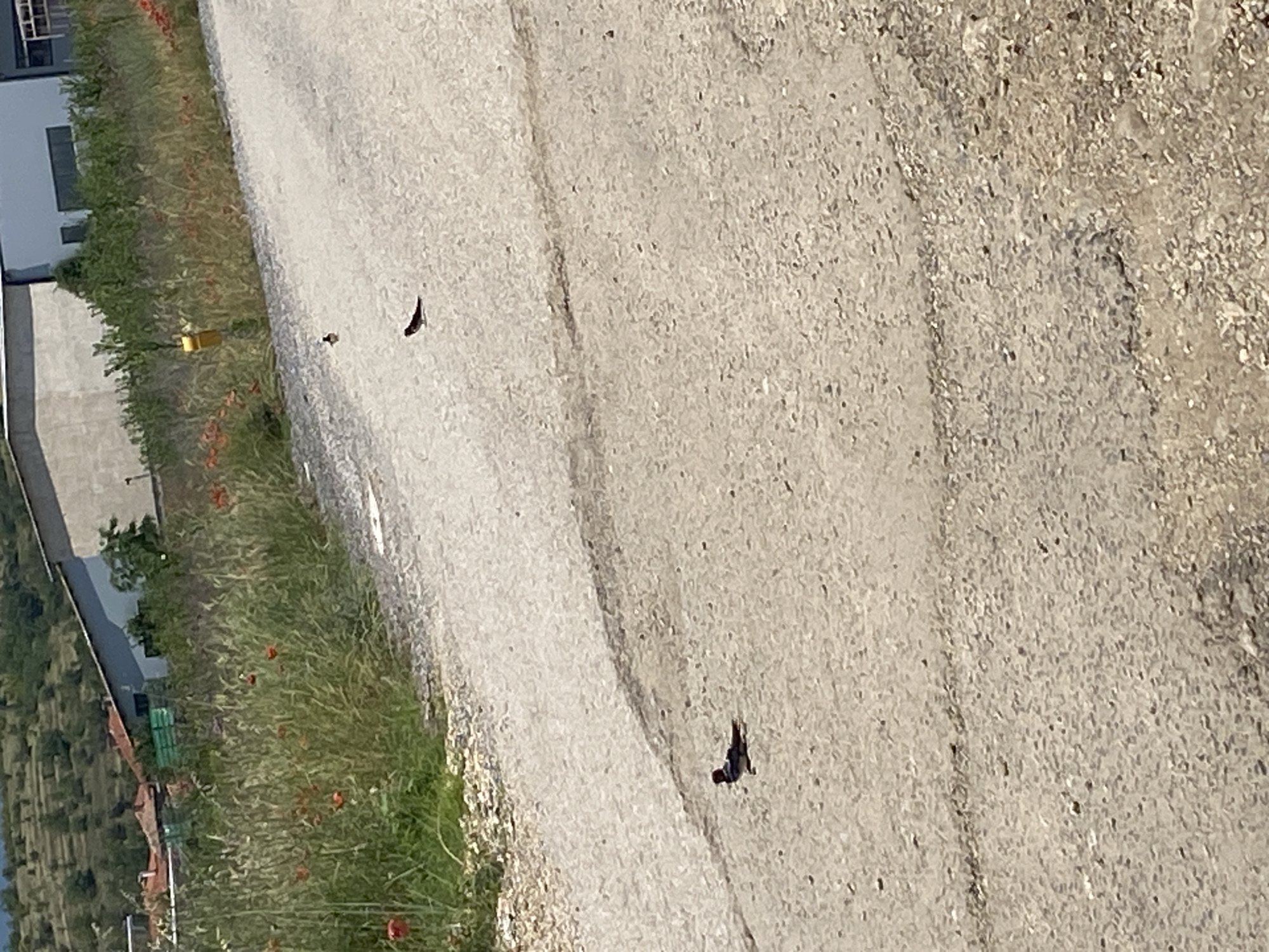 The image captures an outdoor scene in Belo Pole, Bulgaria, depicting an unpaved road under bright daylight. The road surface is composed of light-grey gravel and dirt, exhibiting variations in texture and some darker, possibly shadowed or worn, linear markings. Four small, dark-feathered birds are present on the road. One bird, positioned in the lower-left foreground, displays a distinct reddish head and neck contrasting with its dark body. A second, smaller dark bird is located further up the road, slightly right of center. Two additional indistinct, dark bird shapes are visible in the distant stretch of the road.
To the immediate left of the road, a dense bank of green foliage, consisting of various grasses and broadleaf plants, is profusely dotted with numerous vibrant red poppy flowers. A sparser similar strip of green vegetation, also containing red poppies, borders the right side of the road. Further along the right side, a solitary yellow cylindrical object is mounted on a short post, adjacent to the roadside.
In the mid-ground, beyond the vegetation, industrial or commercial structures are visible. A large, light-colored building with a dark-colored, sloped roof and dark rectangular window cutouts dominates the right side of the background. To its left, another building with a flat, light-colored façade is present. Further to the left and receding into the mid-distance, several buildings with reddish-brown tiled roofs are partially obscured by trees. The far background features a gently sloping, terraced hillside densely covered in green vegetation. No human individuals are visible within the frame.