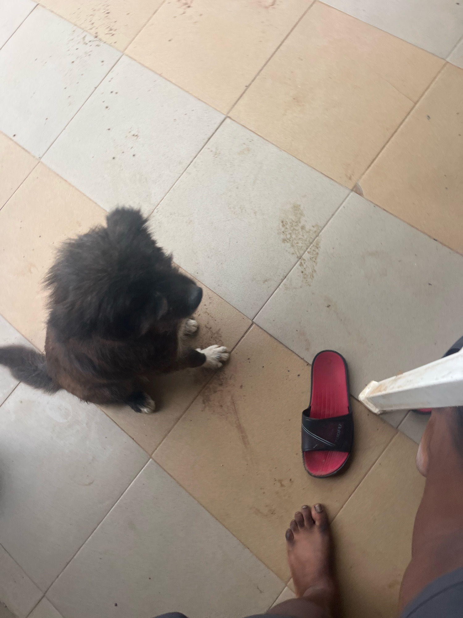 An overhead view captures a fluffy, dark-colored dog sitting on a tiled floor. The floor is a checkerboard pattern of beige and off-white square tiles, some of which have dark smudges. To the right of the dog, a red and black slide sandal is placed on the floor. Further to the right, the lower legs and feet of a person are visible, one foot bare and the other wearing dark shorts. The scene appears to be outdoors on a patio or courtyard, with the tiles suggesting an urban or suburban environment. The lighting suggests it is daytime. The location is specified as Barakin Lerawi, Nigeria.