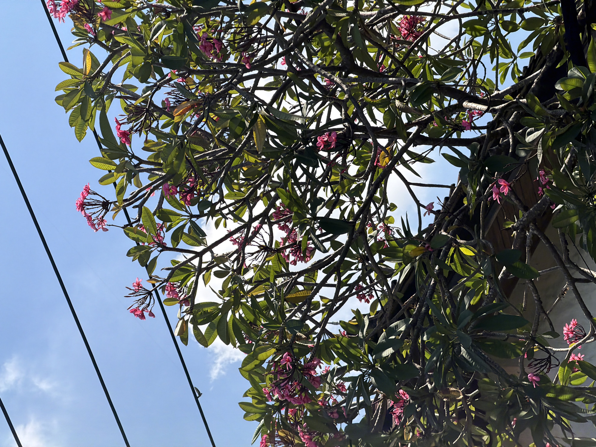 The image shows a close-up view of a flowering tree with pink blossoms and green leaves, set against a blue sky with wispy clouds. Power lines are visible crossing the upper part of the frame. The tree's branches are intricate and form a dense canopy. The scene appears to be an outdoor environment, possibly in a residential area or a garden. The lighting suggests it is daytime, with sunlight illuminating the leaves and flowers. The overall impression is one of natural beauty juxtaposed with man-made infrastructure.