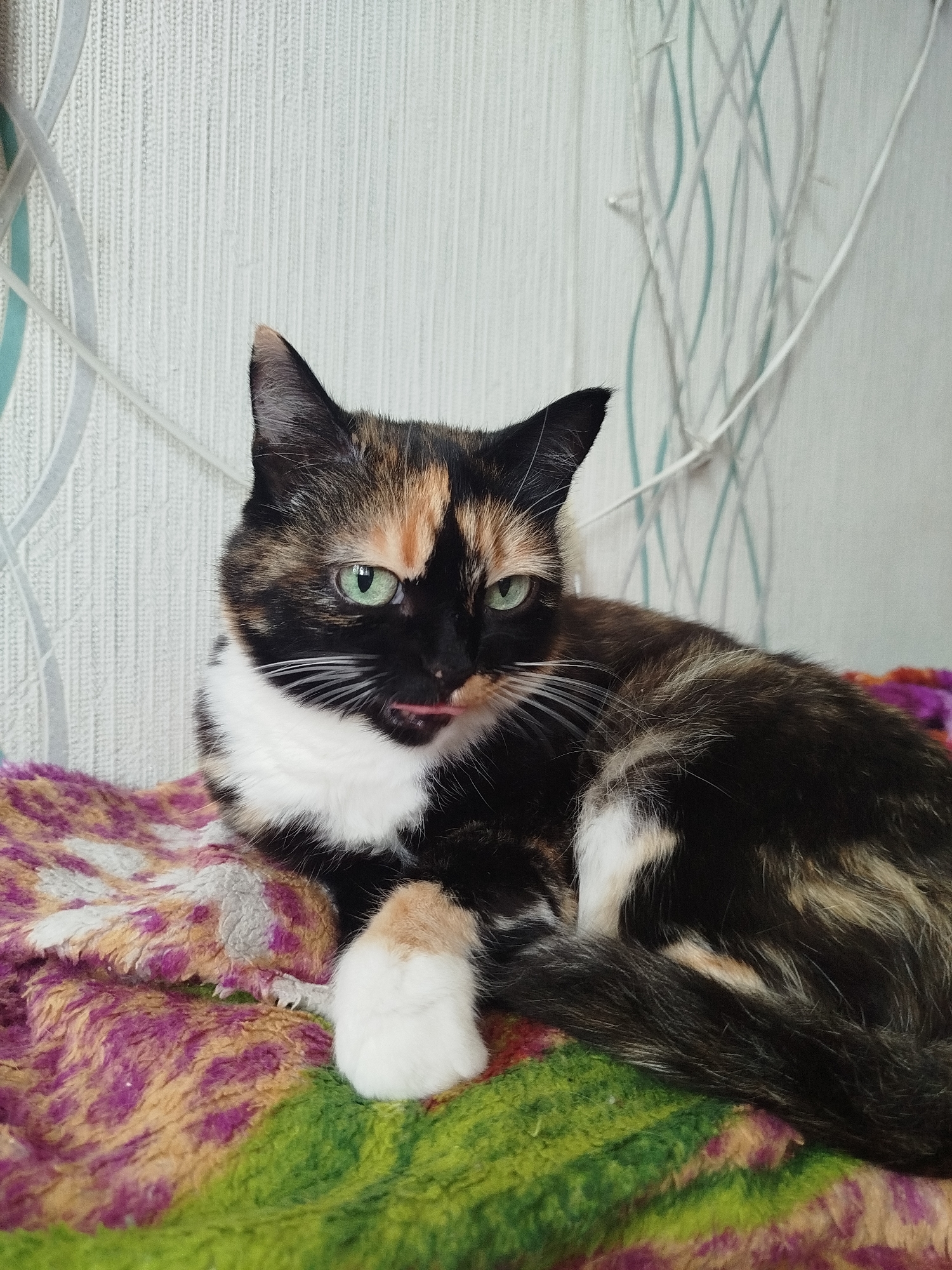 A tortoiseshell cat with green eyes and white chest fur is lying on a colorful, fuzzy blanket. The cat's tongue is sticking out slightly. The background is a textured, light-colored wall with some decorative white and light blue string lights. The scene appears to be indoors, possibly in a residential setting. The cat is the sole subject of the image.
