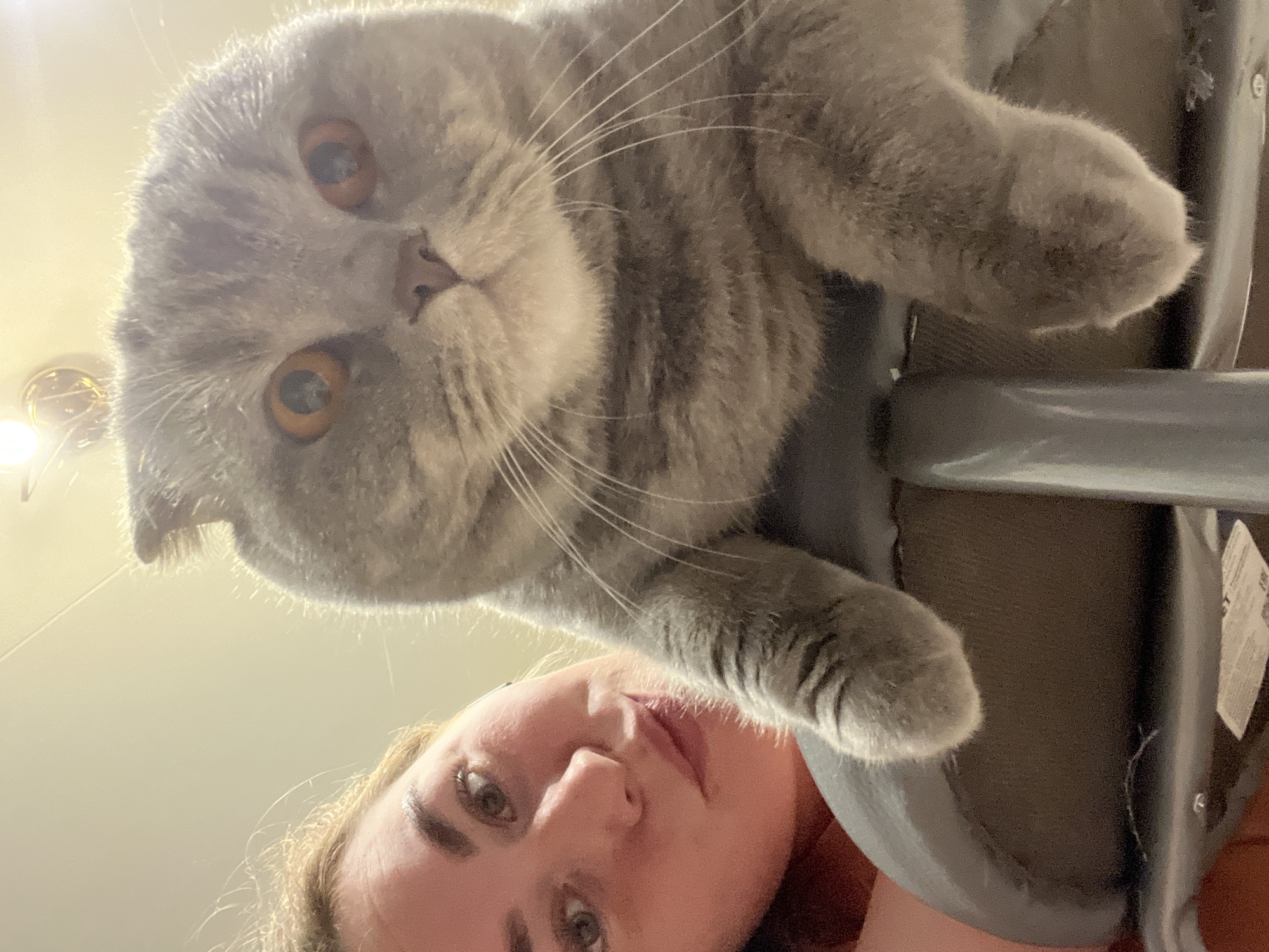 A low-angle, close-up photograph depicts a female individual on the left and a domestic cat on the right, both facing the camera. The female, with light brown hair and a neutral expression with a slight smile, is partially visible from the chest upwards. Her right eye, nose, and mouth with subtly enhanced lips are prominent. The cat, identified as a grey Scottish Fold by its distinctive folded ears, dominates the right two-thirds of the frame. It possesses large, round, amber-orange eyes with constricted pupils, a pink nose, and prominent white whiskers. Its fur exhibits faint darker tabby stripes, and its chin and chest are lighter in color. The cat's front paws are resting on a dark, curved object, likely an upholstered piece of furniture. A bright, warm light source from an overhead fixture is visible in the upper background, casting a glow over the scene. The ceiling appears light-colored, and indistinct darker elements of the interior are present in the lower right, including a vertical, dark gray support structure. The image does not contain visual information to determine a specific city location.
