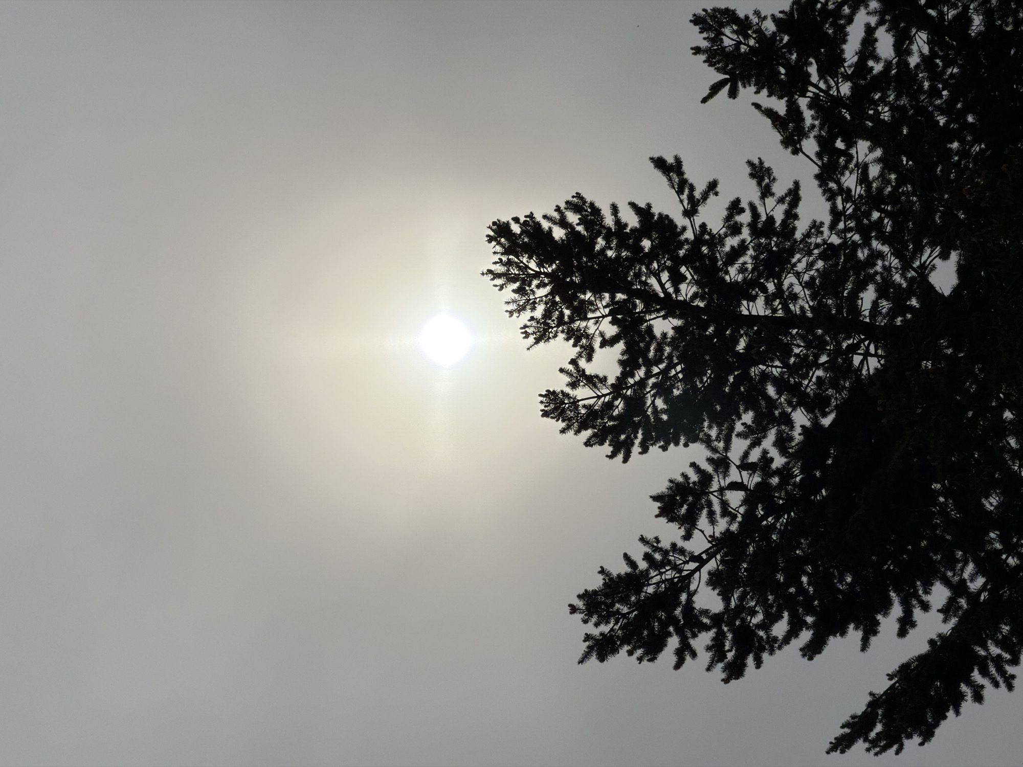 The image depicts a tree silhouetted against a bright, hazy sky, with the sun appearing as a bright spot on the left. The location is indeterminate, the city of Esch-sur-Alzette, Luxembourg, cannot be confirmed from the image. There are no people or interactions visible. The environment consists of sky and tree branches.
