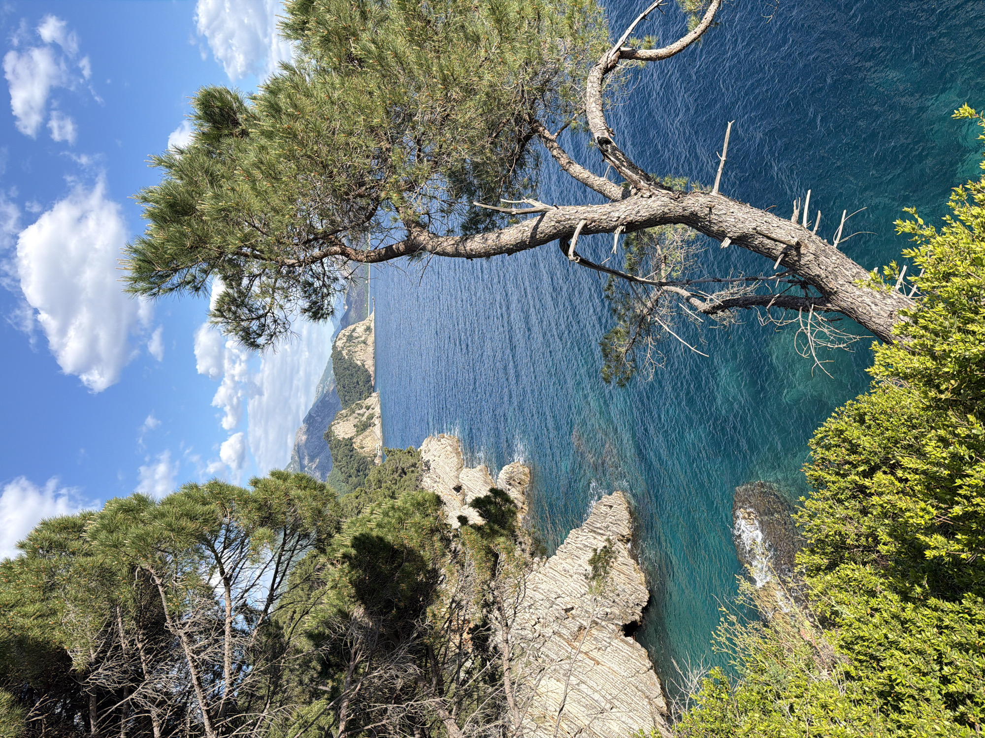 This is a vibrant, high-angle outdoor shot showcasing a picturesque coastal landscape, likely taken from a cliffside viewpoint. The scene is dominated by the deep blue and turquoise waters of the sea, which stretches out to the horizon under a bright blue sky dotted with fluffy white clouds.
In the foreground, a prominent pine tree with a thick, gnarled trunk extends horizontally across the frame, its needles a lush green. Other green foliage and trees are visible on the left and right edges of the image, suggesting a forested or heavily vegetated cliff. The water below reveals varying depths, with lighter turquoise hues closer to the shore indicating shallower areas and a deeper blue further out.
The rugged coastline features striking light-colored rock formations, characterized by distinct horizontal layering, indicating sedimentary rock. These rocky outcrops jut into the sea, with waves gently breaking around their bases. In the distance, more verdant hills and mountains line the coast, receding into a soft haze.
The image captures a serene and majestic natural setting on a sunny day. No human activity or visible text is present. This beautiful vista is located in Petrovac na Moru, Montenegro.