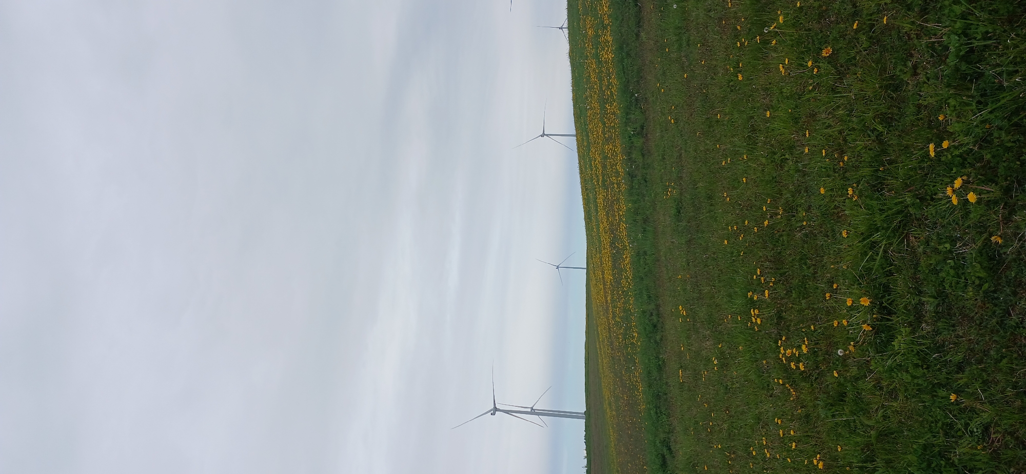 The image shows a field of green grass interspersed with yellow dandelions. The sky is overcast with white and gray clouds. Four wind turbines stand in a row across the field. The location is Butkiškė, Lithuania.