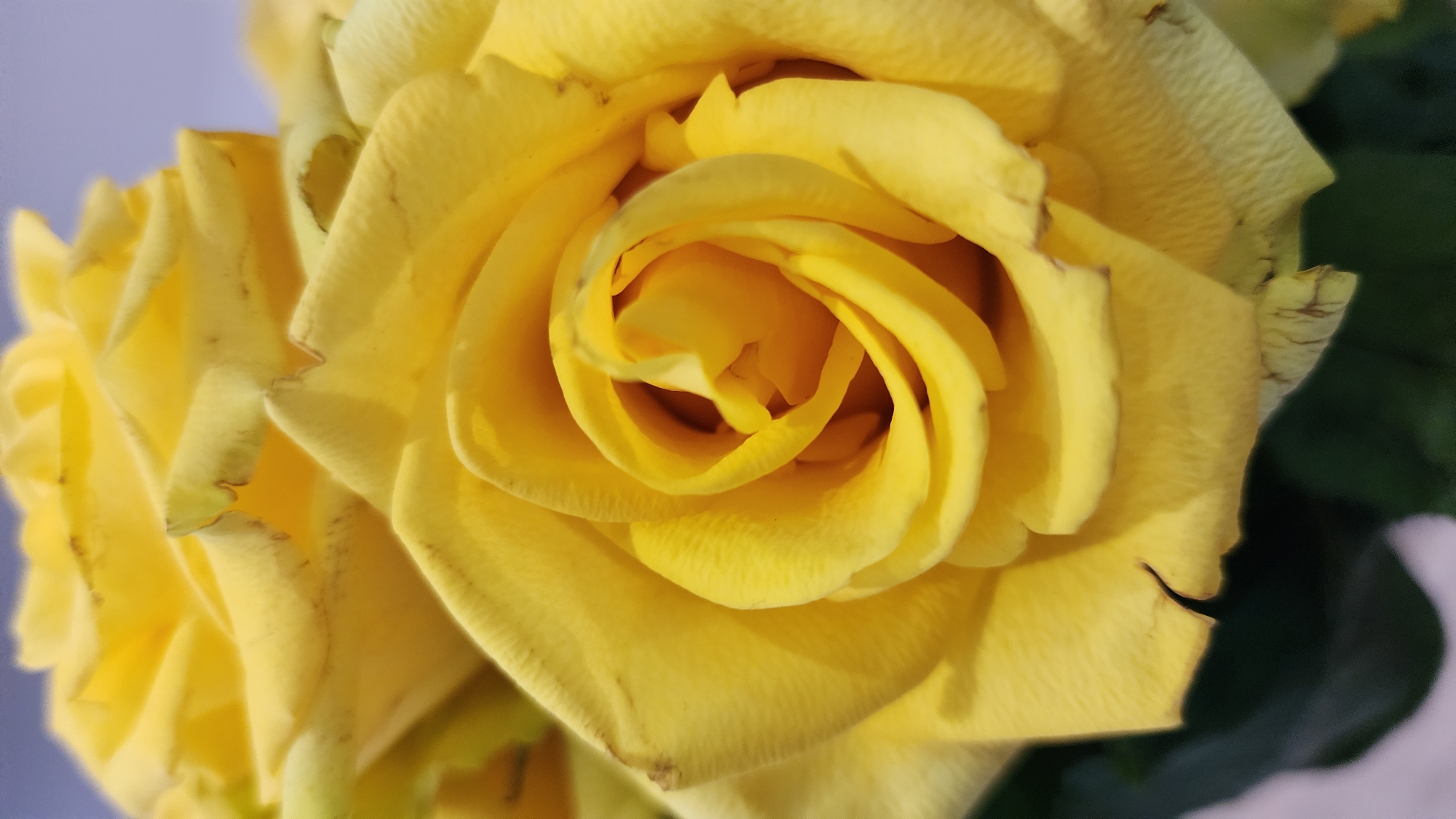 A close-up, overhead shot features a vibrant yellow rose. The petals are unfurling, revealing a tightly spiraled center. Some petals show slight browning along the edges, indicating a touch of wilting. Dark green foliage is visible at the bottom of the frame, and the background is softly blurred, suggesting an indoor setting or an out-of-focus outdoor environment. The scene does not depict any recognizable landmarks or specific urban features that would allow for precise localization within Baghramyan, Armenia.