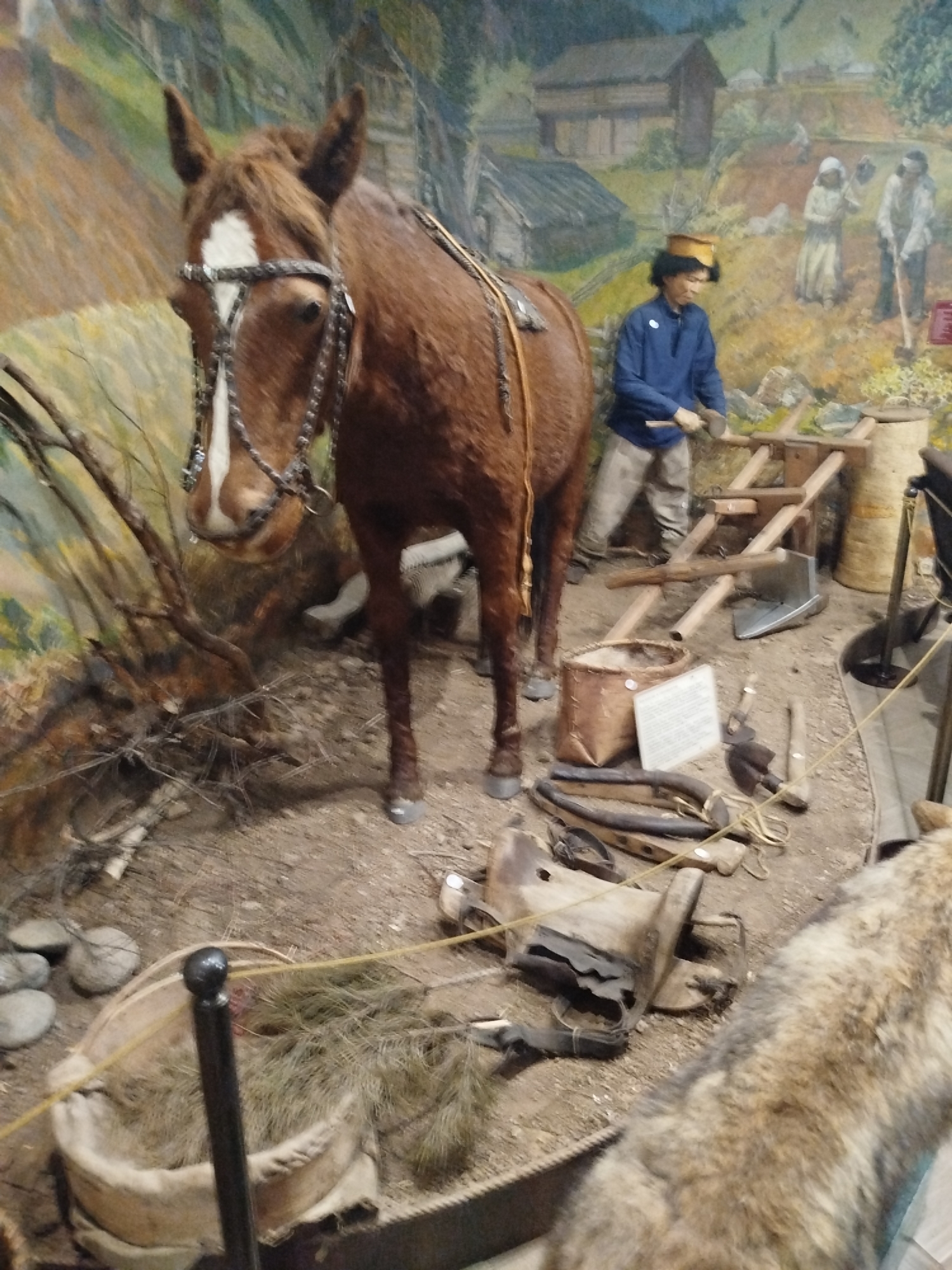 The image depicts a diorama, likely in a museum, with a taxidermied horse as the central subject. The horse is brown with a white blaze on its face and wears a bridle with decorative metal elements. It stands on a dirt and debris-strewn ground, amidst scattered branches and what appears to be hay.
In the background, a painted mural depicts a rural scene with wooden buildings and figures in historical attire. In the foreground, to the right of the horse, is a mannequin of a person wearing a blue jacket, light-colored pants, and a yellow hat. This figure is positioned near a wooden structure with planks and an axe.
Scattered on the ground around the horse and mannequin are various objects, including what appear to be leather straps, tools like an axe and a knife, a woven basket, and a sign with text. To the far right, a portion of a taxidermied animal, possibly a wolf, is visible.
The overall scene suggests a historical reenactment or educational display, possibly related to rural life or labor in the past. Given the specified location of Tashtagol, Russia, the diorama might represent scenes from the region's history or cultural heritage. The lighting appears to be artificial, typical of indoor exhibits.