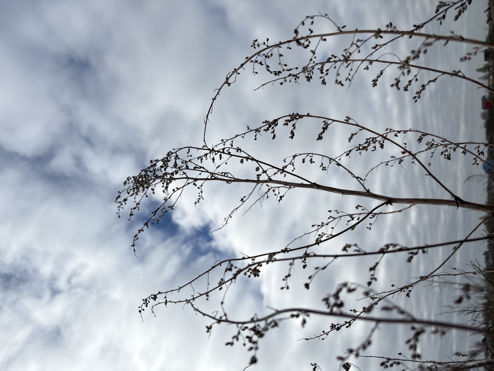 A low-angle shot shows a dead plant against a cloudy sky. The location is unknown but presumed to be Staroe Rakomo, Russia. The plant has thin, bare branches with small, dried seeds or remnants of flowers. The sky is overcast with varied cloud formations, some appearing darker and thicker. The image is oriented vertically. The ground is not visible, but a blurred line of land or foliage is at the top right. No people or animals are present.