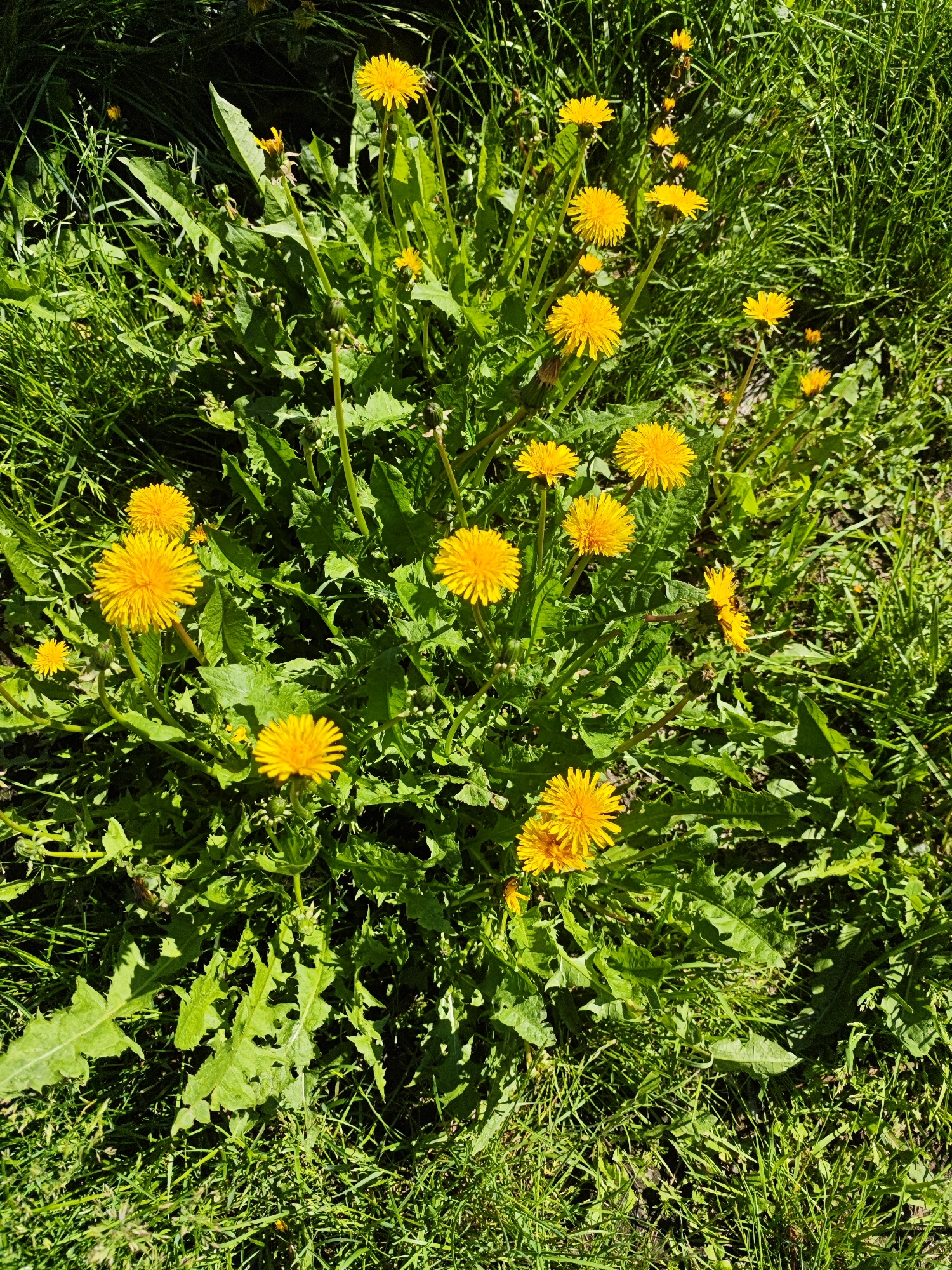 A cluster of bright yellow dandelions is depicted in a close-up, overhead shot. The dandelions are in various stages of bloom, with some fully open and others still in bud. They are surrounded by lush green grass and jagged green leaves. The lighting suggests it is daytime, with sunlight casting shadows on the scene. The image appears to be taken in an outdoor, natural setting, likely a park or a field, given the abundance of grass and wild flowers. The specific location within the city of Unknown, Unknown is not discernible from the visual information. There are no people or man-made objects visible in the frame.